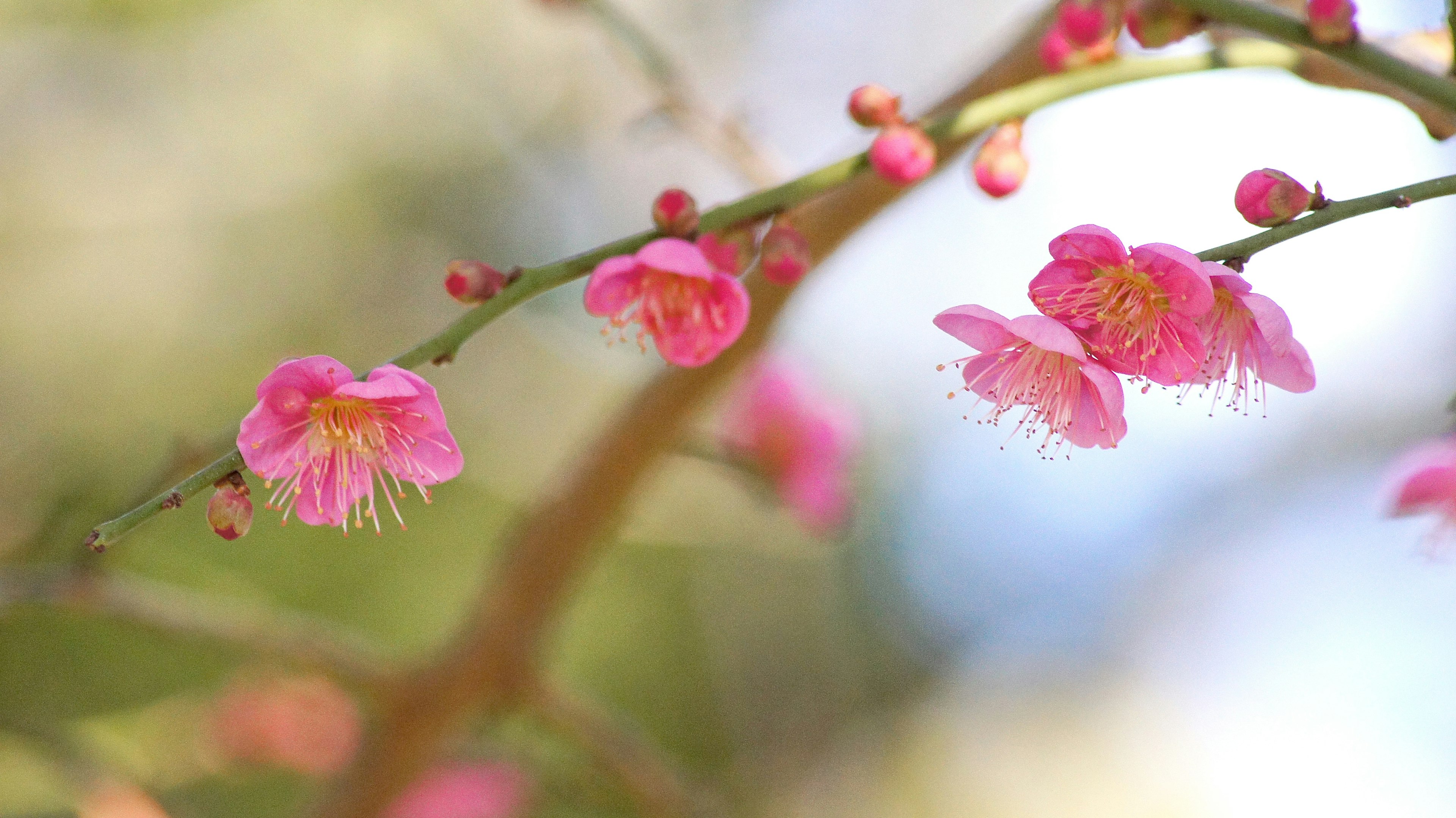 Primo piano di rami con fiori rosa in fiore