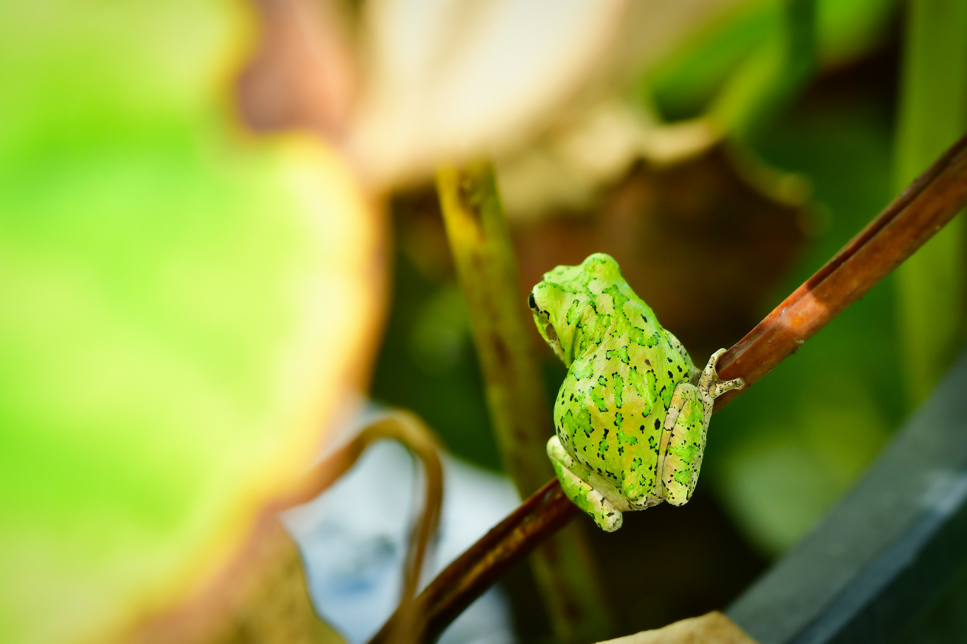 Ein grüner Frosch sitzt auf einem Stängel zwischen Blättern