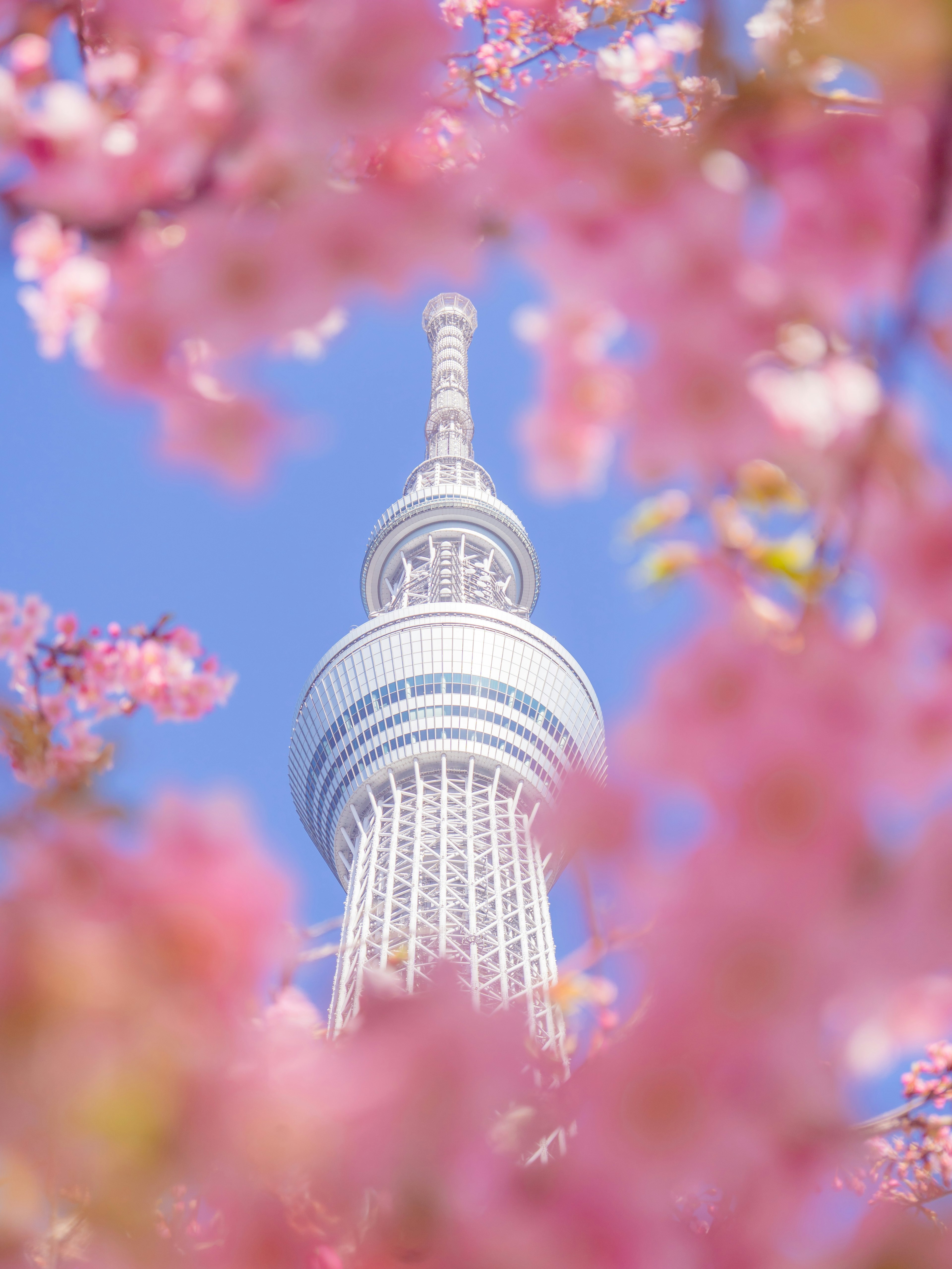 Tokyo Skytree ถูกล้อมรอบด้วยดอกซากุระใต้ท้องฟ้าสีฟ้า