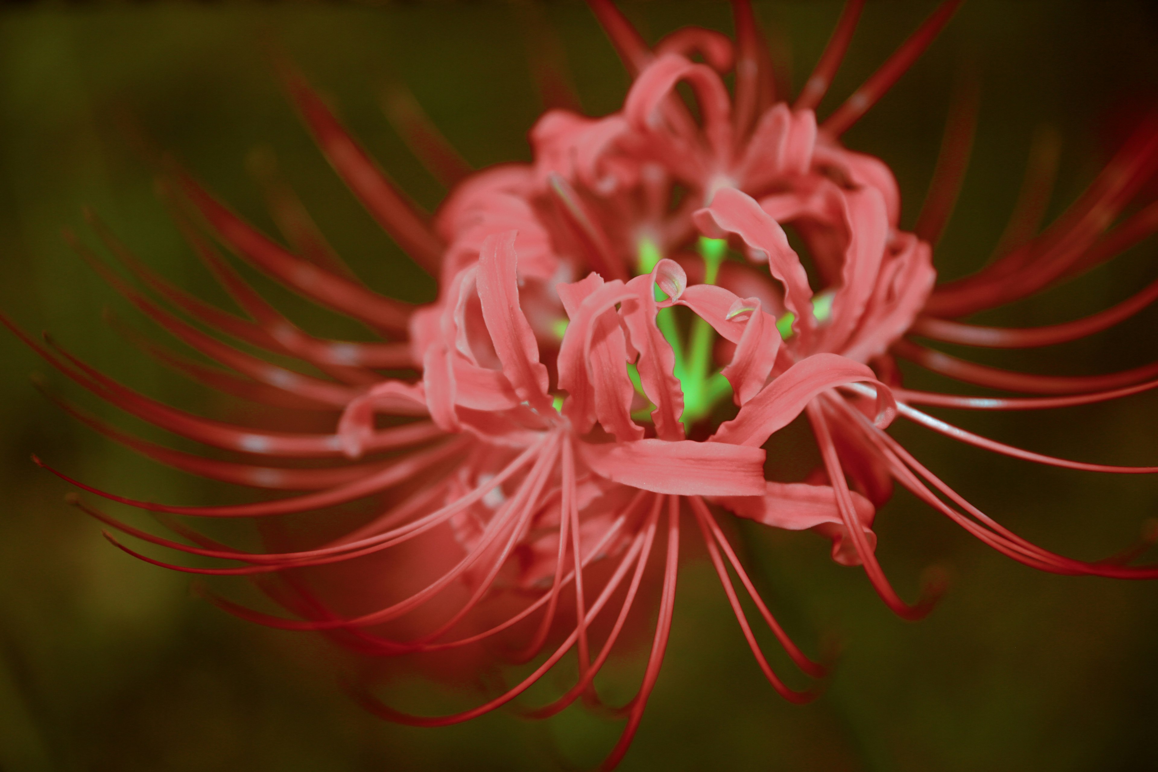 特寫的美麗紅花和綠色雄蕊