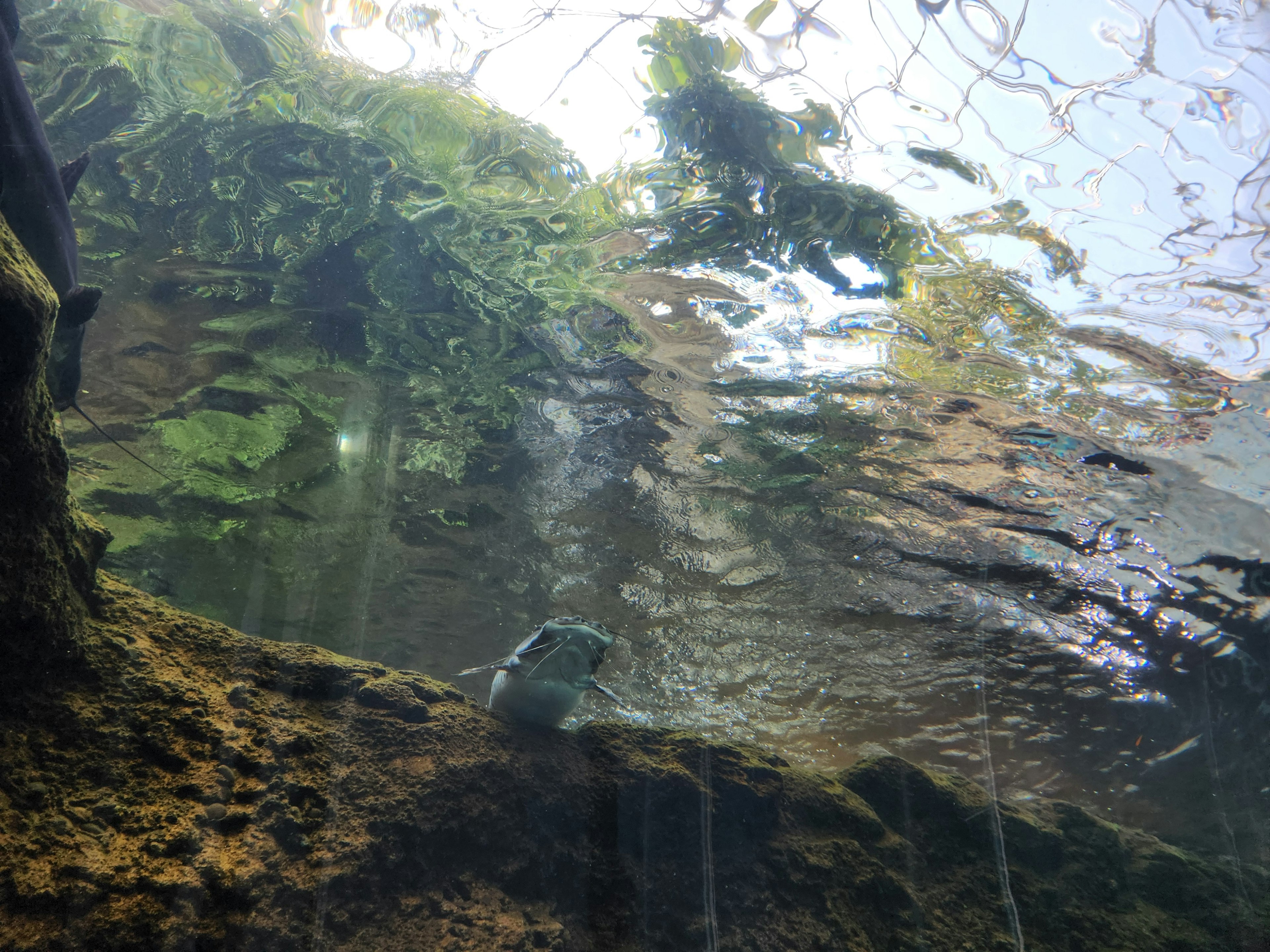 水中の植物と小石が見える水面下の風景