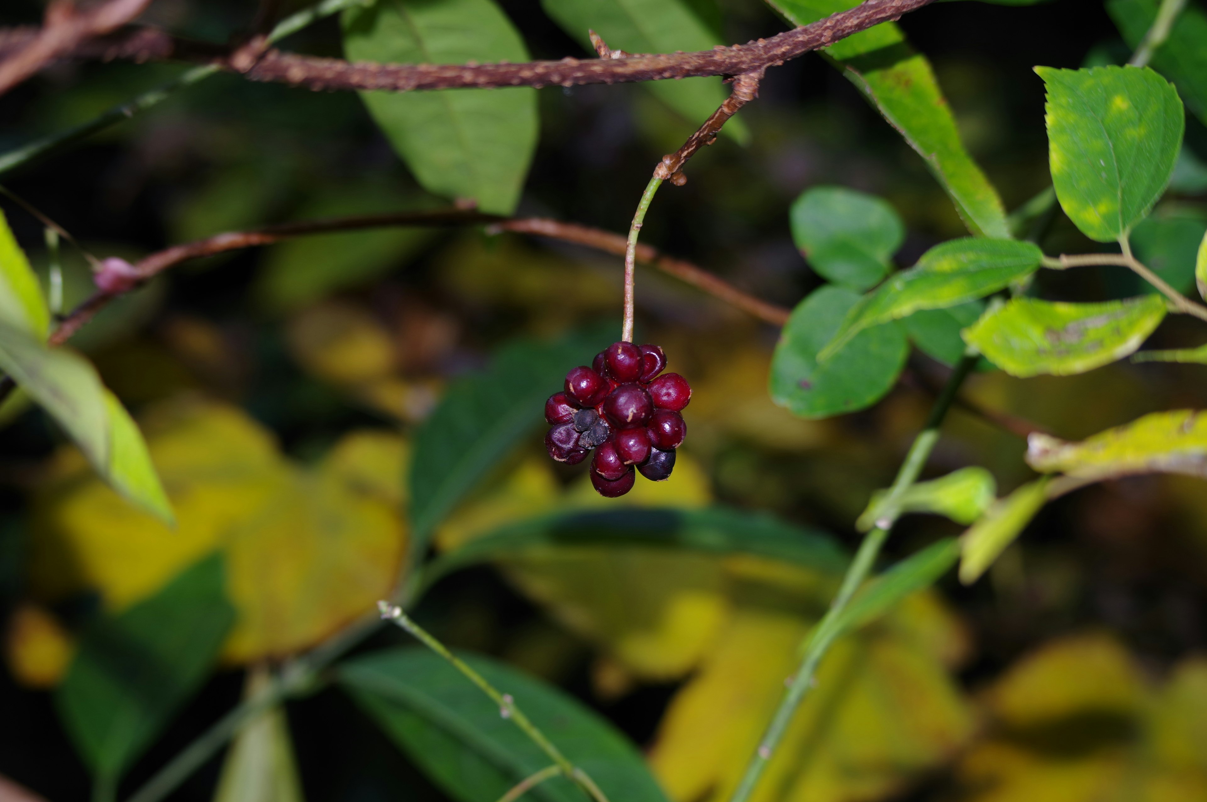 Ein Cluster aus dunklen roten Beeren, das zwischen grünen Blättern hängt