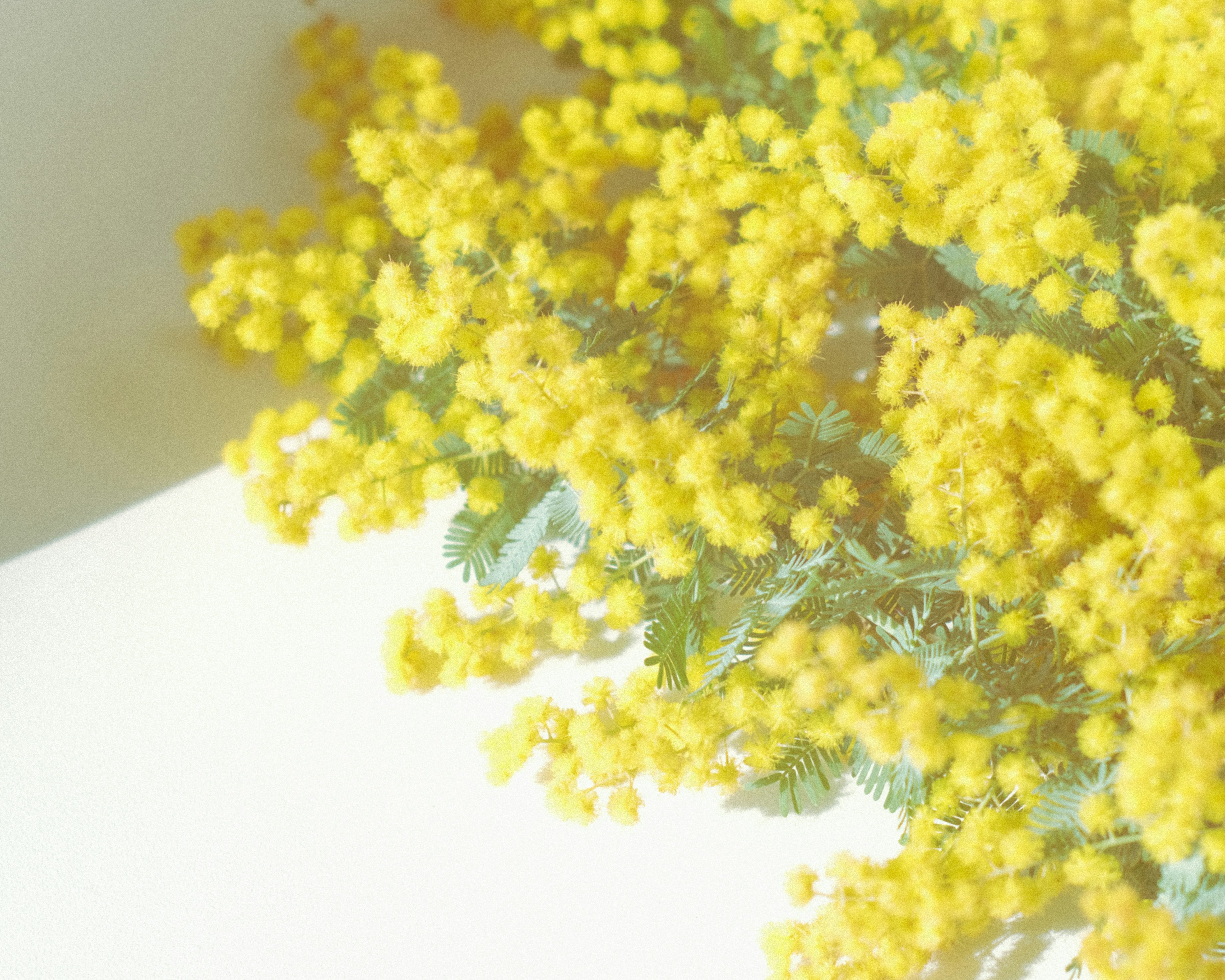 Ein Strauß gelber Mimoseblüten vor einem weißen Hintergrund