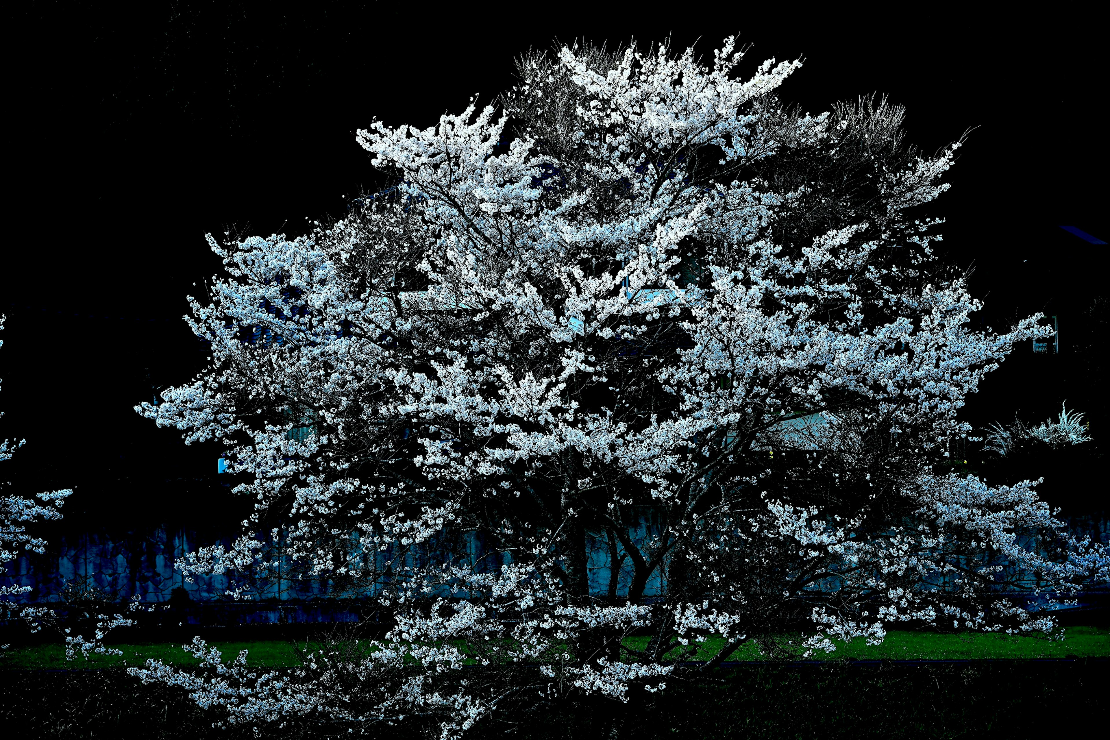 White cherry blossom tree illuminated against a dark background