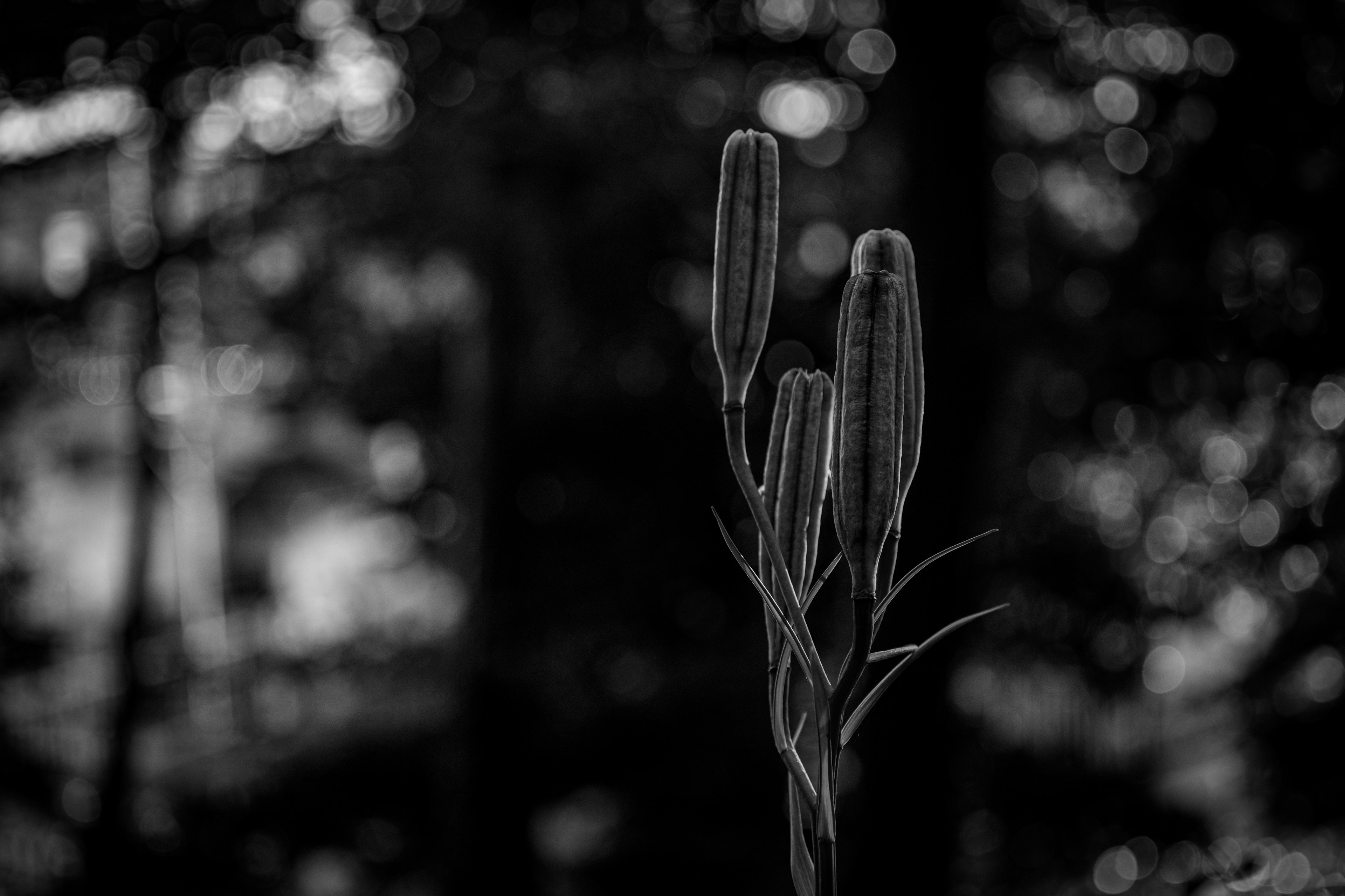 A striking plant bud silhouette against a blurred black and white background