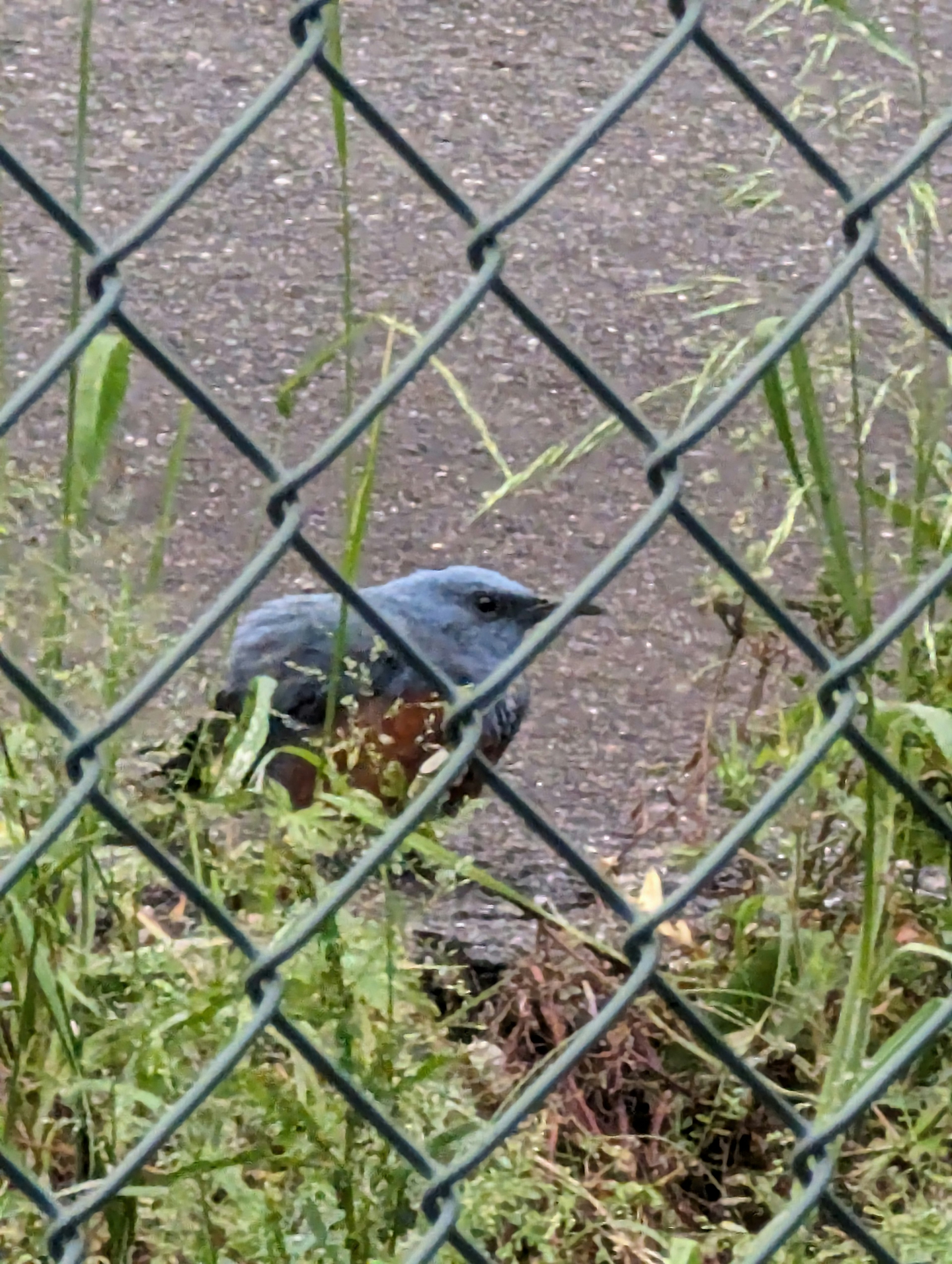 A blue bird seen through a chain-link fence surrounded by grass