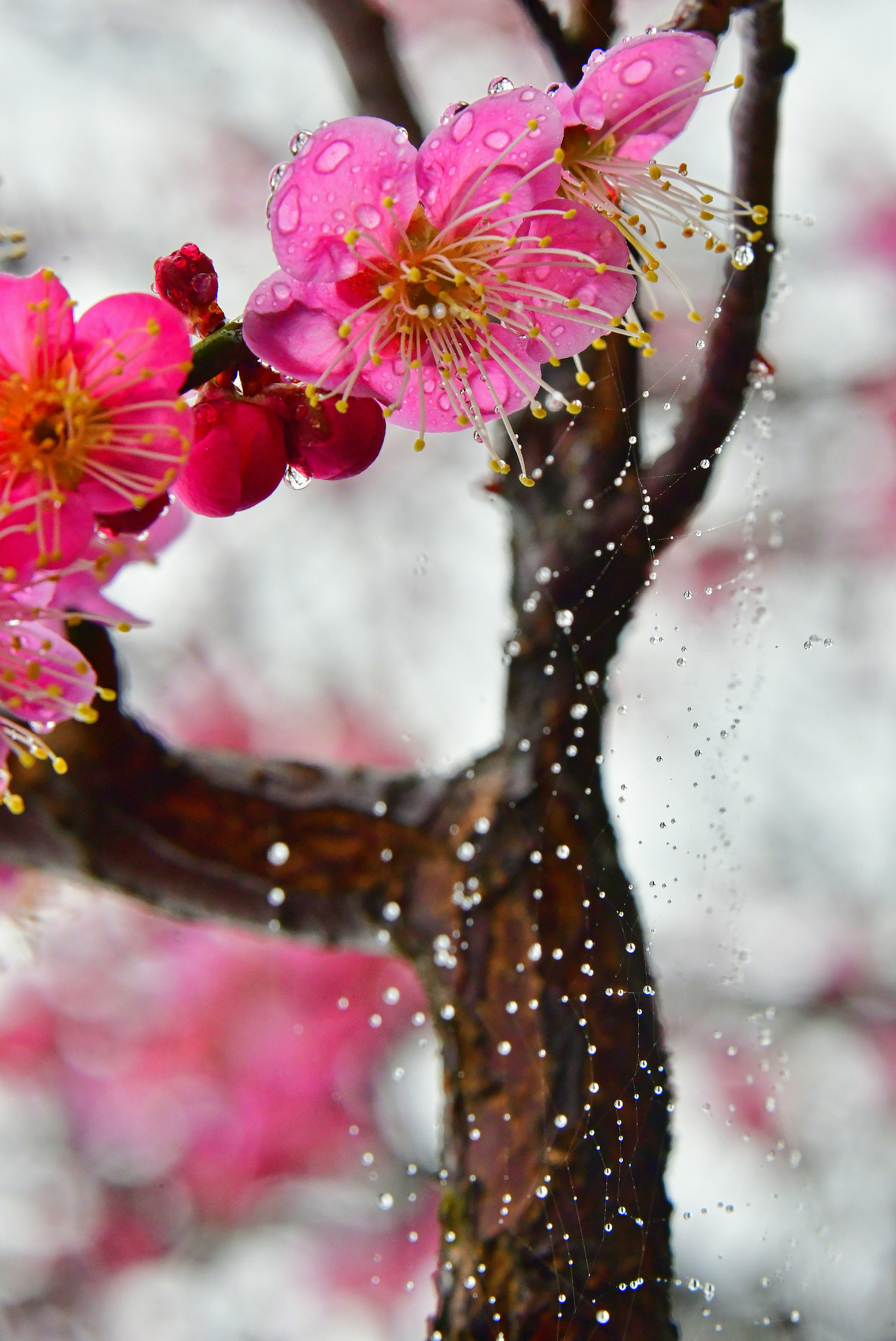 花びらが濡れた梅の木の枝に咲くピンクの花