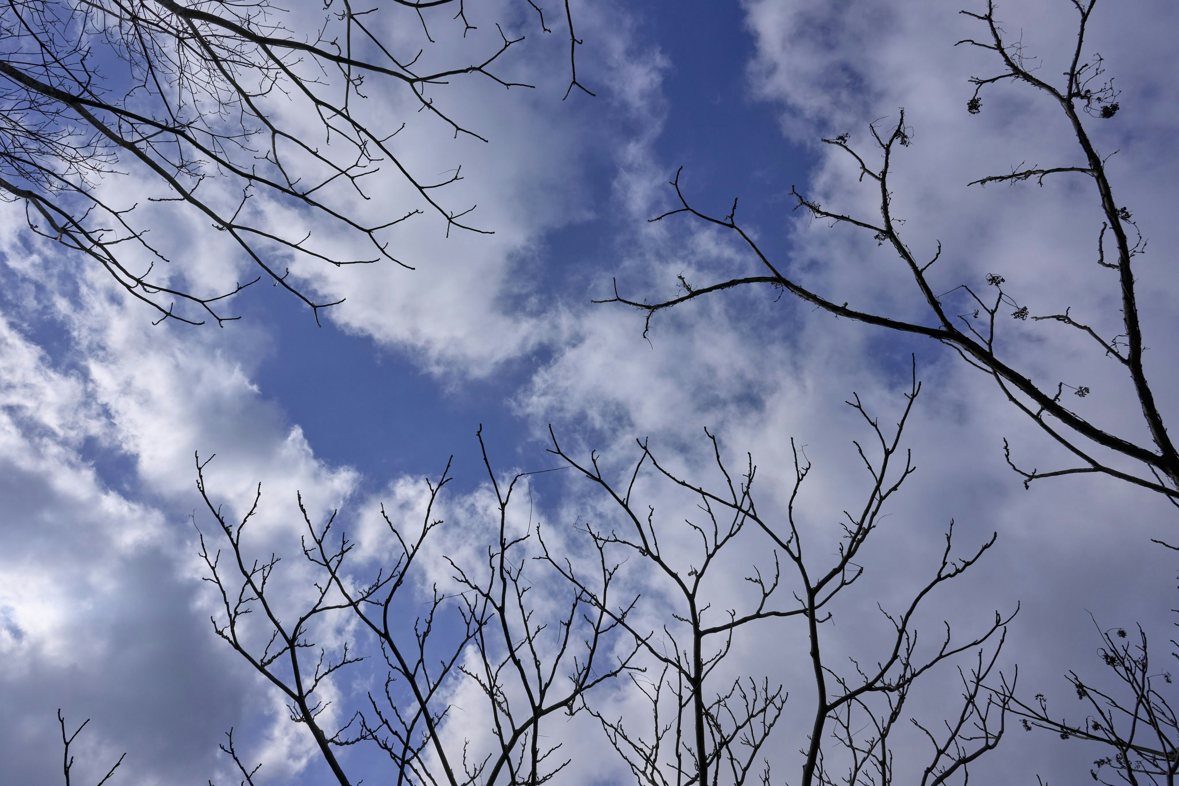 Silhouette von Ästen vor einem blauen Himmel mit Wolken