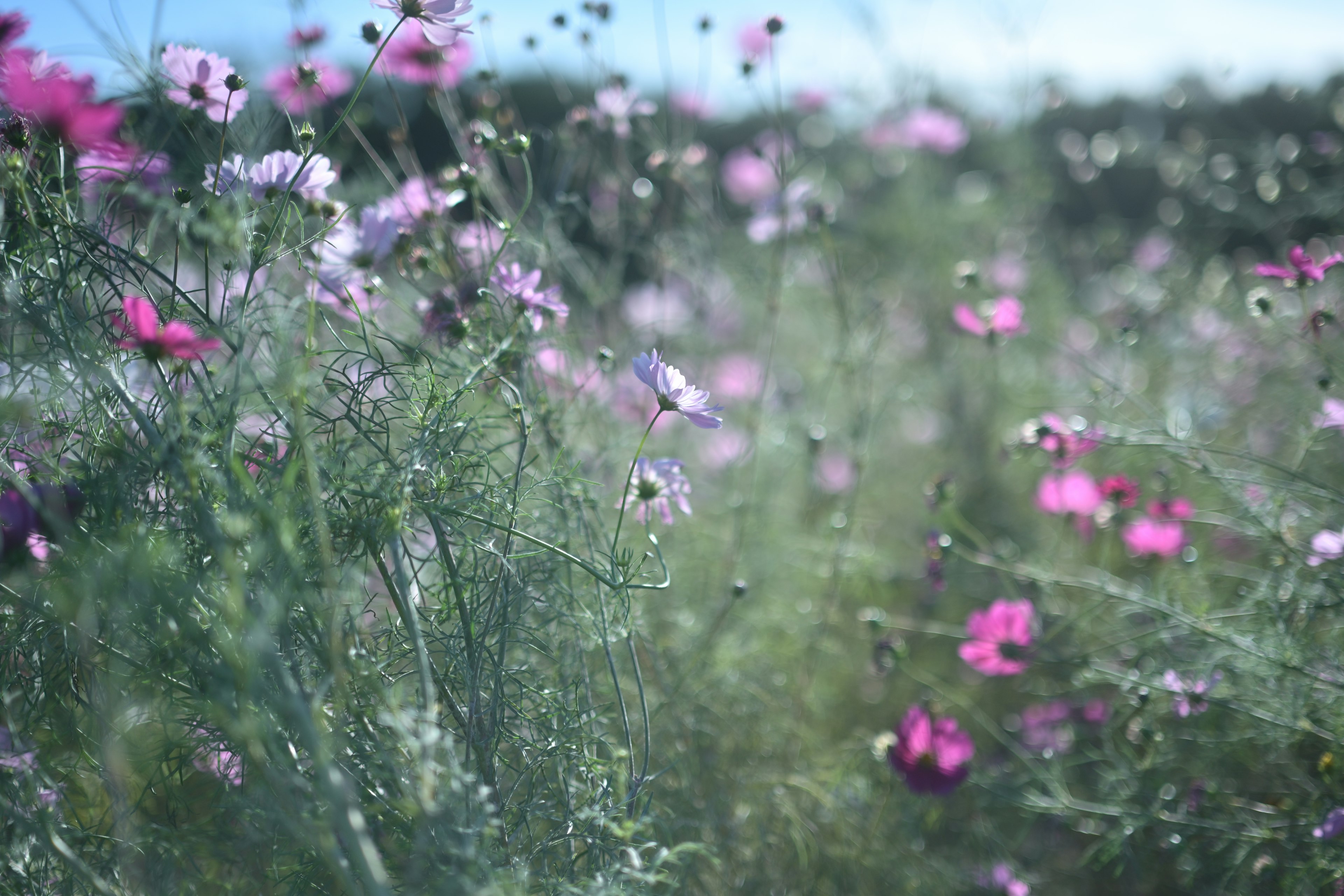 Bunga cosmos berwarna-warni mekar di ladang