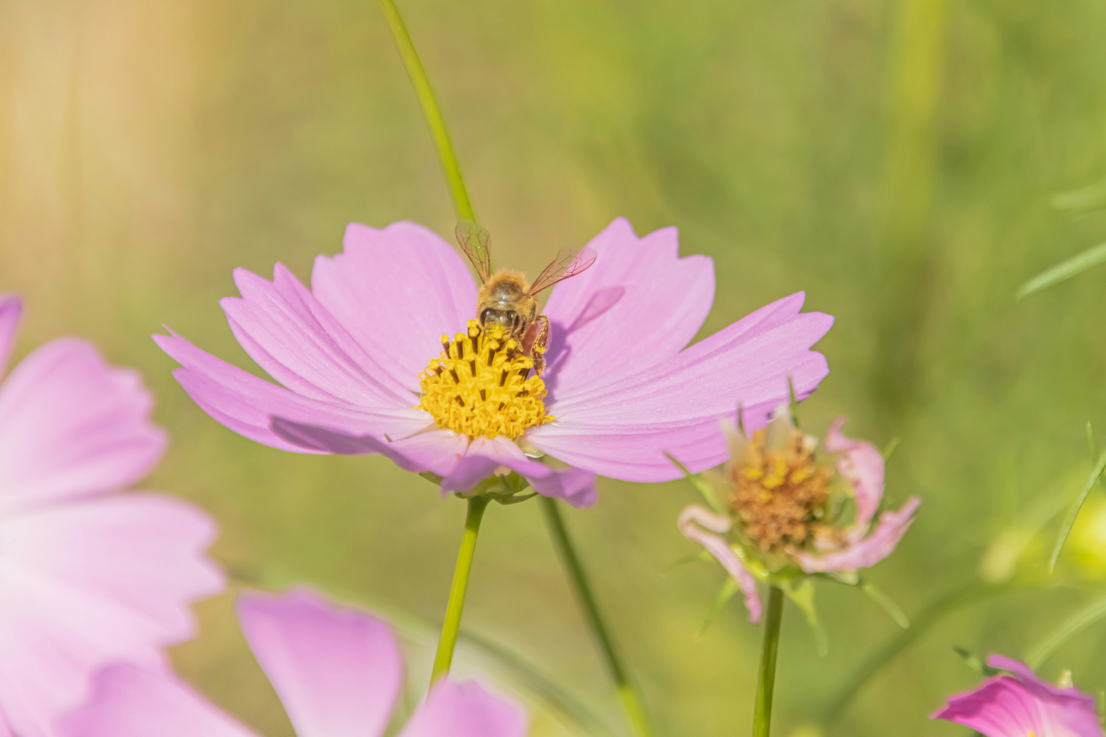 Acercamiento de una flor rosa con una abeja en el centro