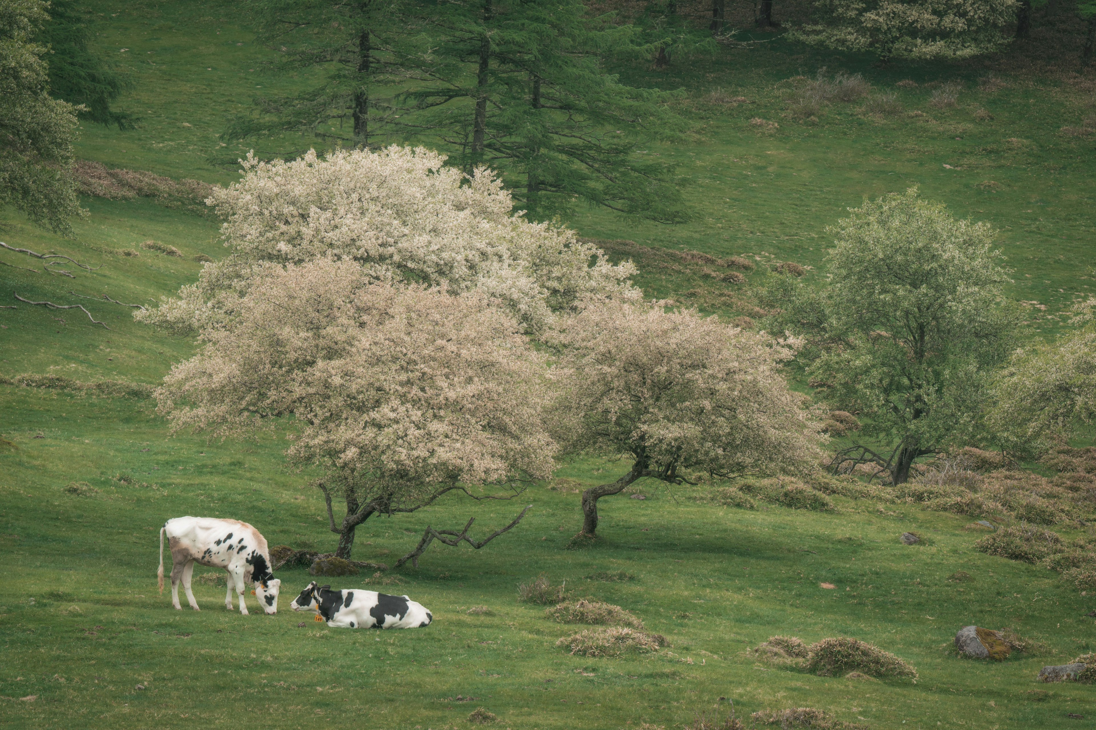 Vacas pastando en un prado verde con árboles en flor