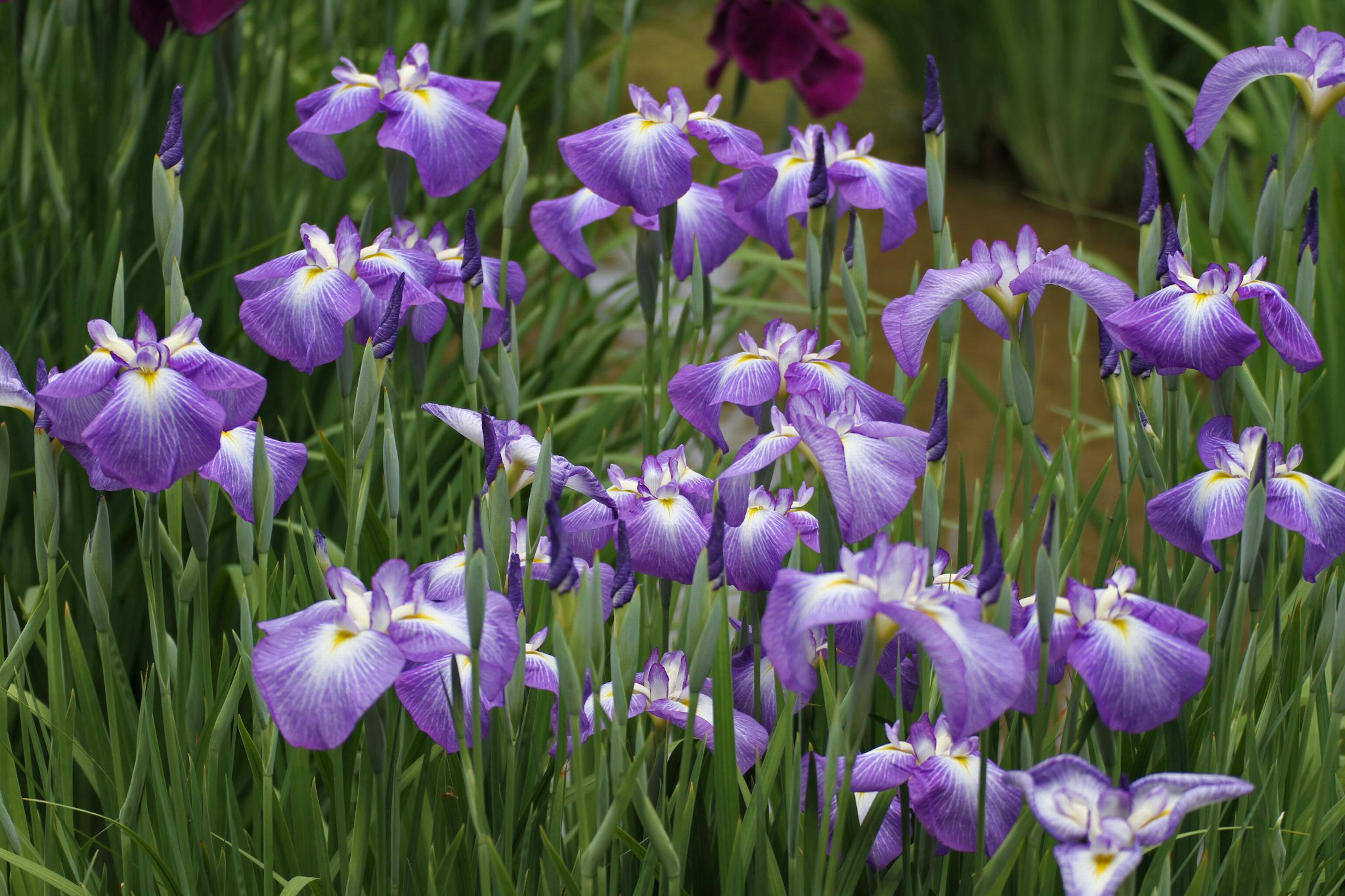 Sebuah taman indah dengan bunga iris ungu yang sedang mekar