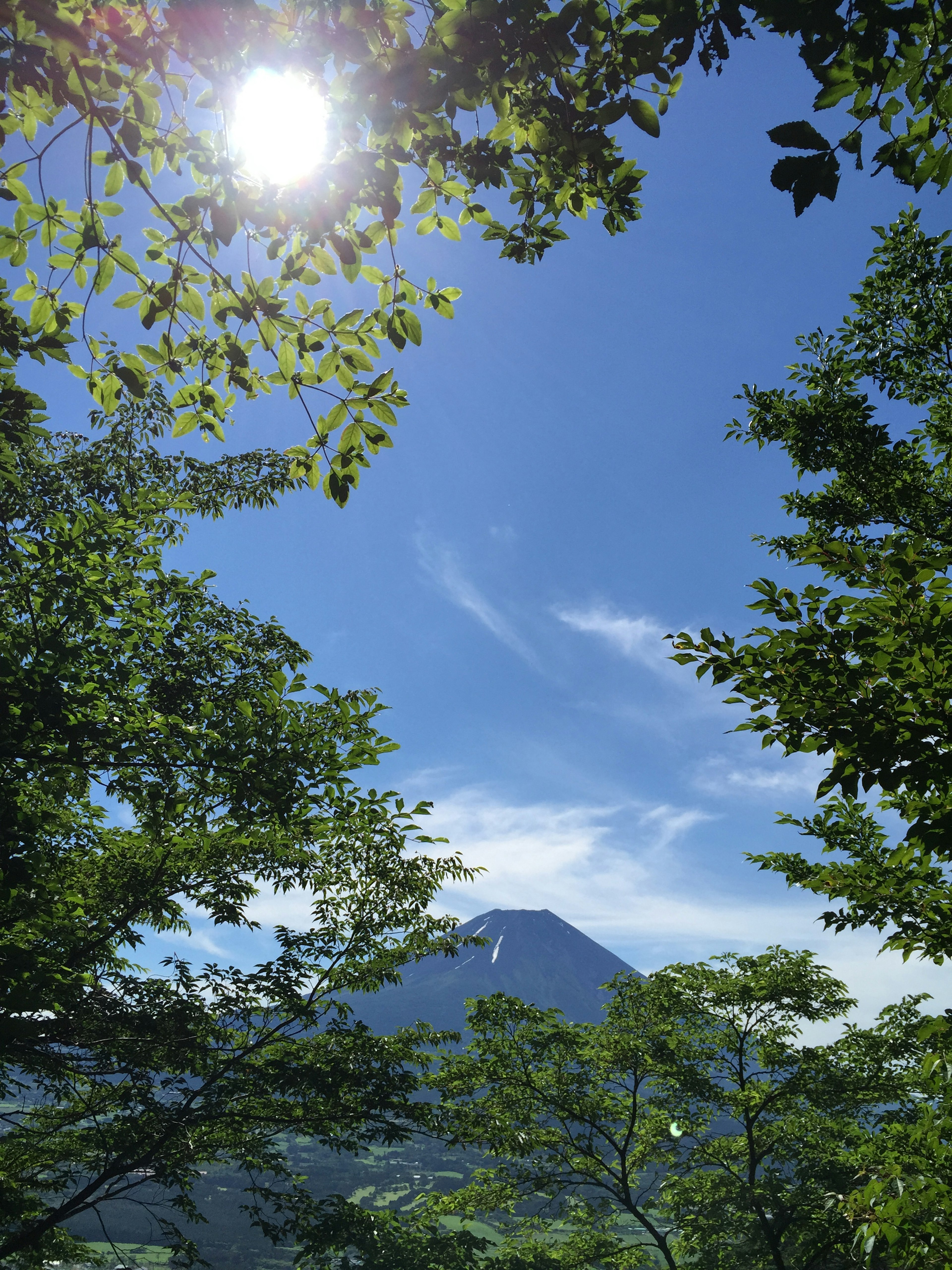 Mountain view framed by green trees bright sun in a clear blue sky