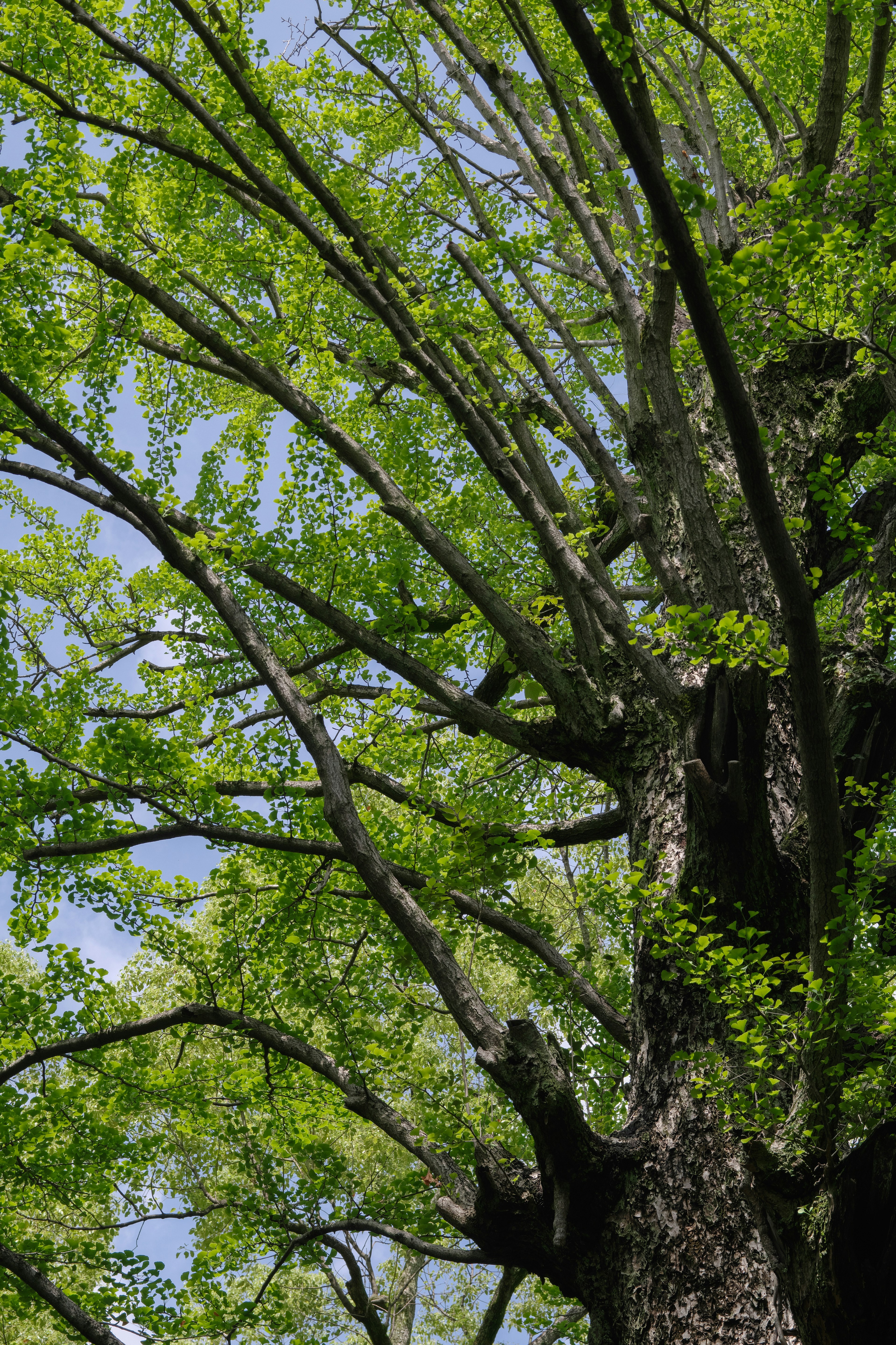 Immagine che mostra la parte superiore di un albero con foglie verdi lussureggianti