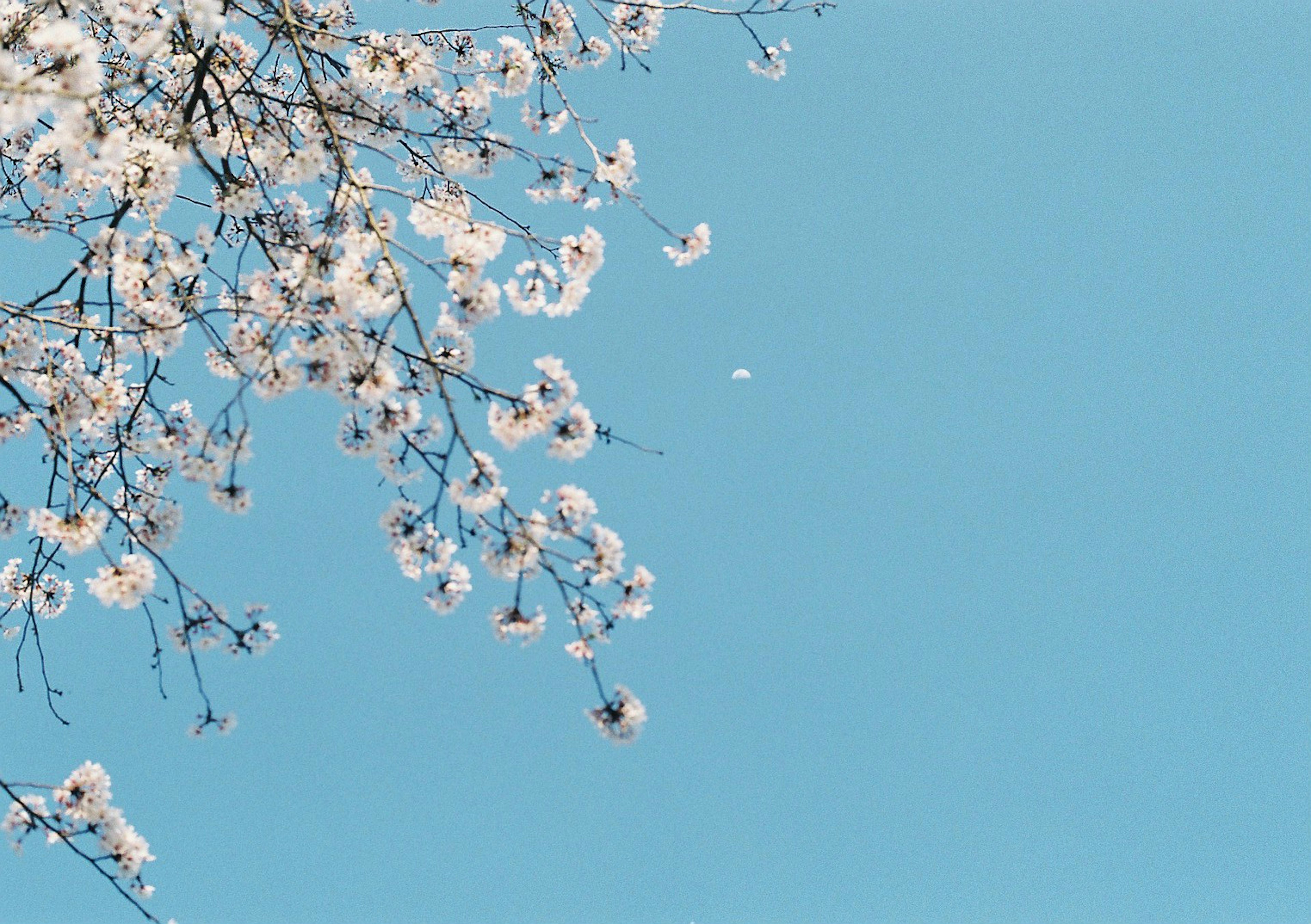 Cabang bunga sakura di latar belakang langit biru