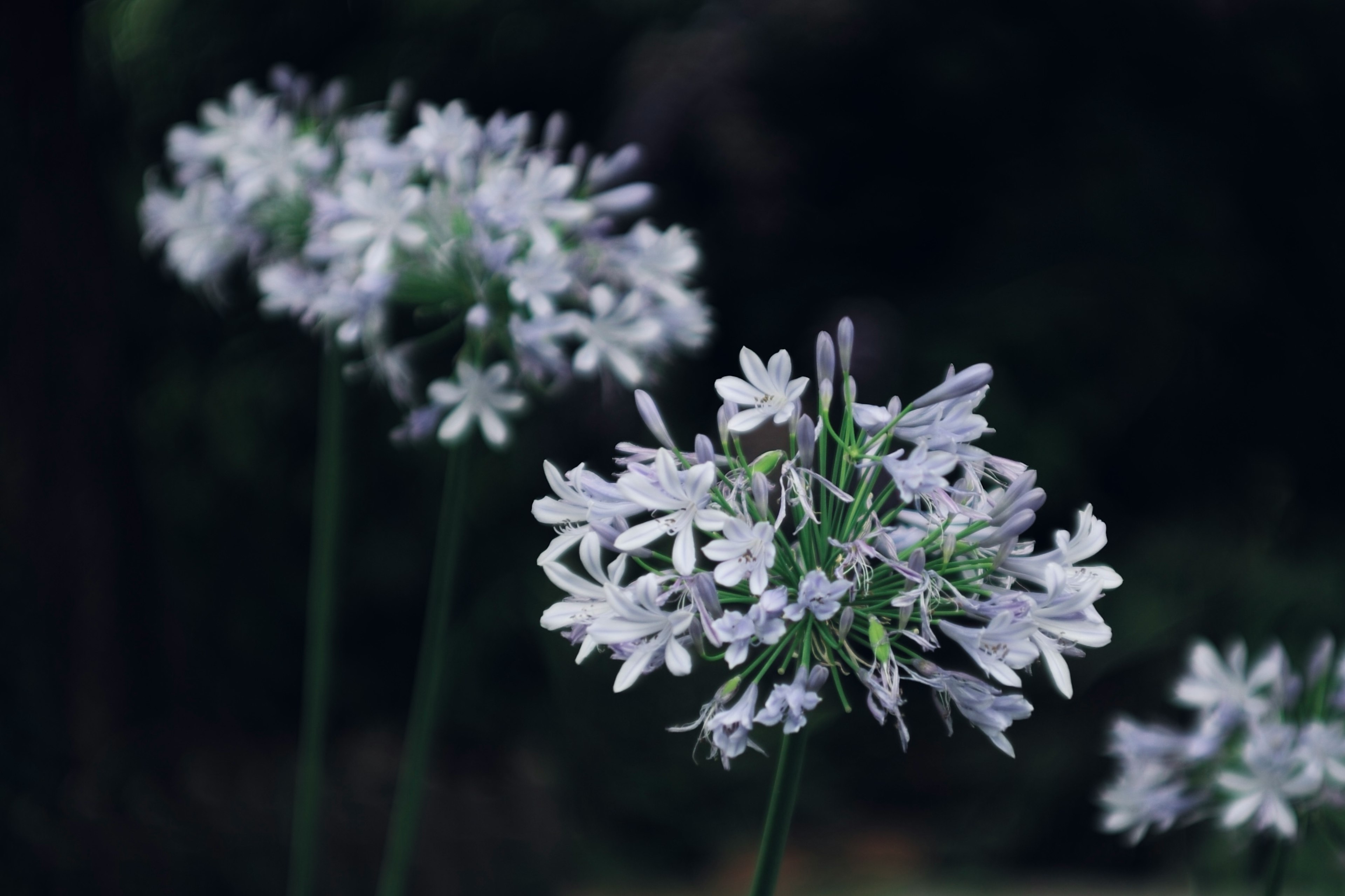 Primo piano di fiori viola che sbocciano su alti steli verdi