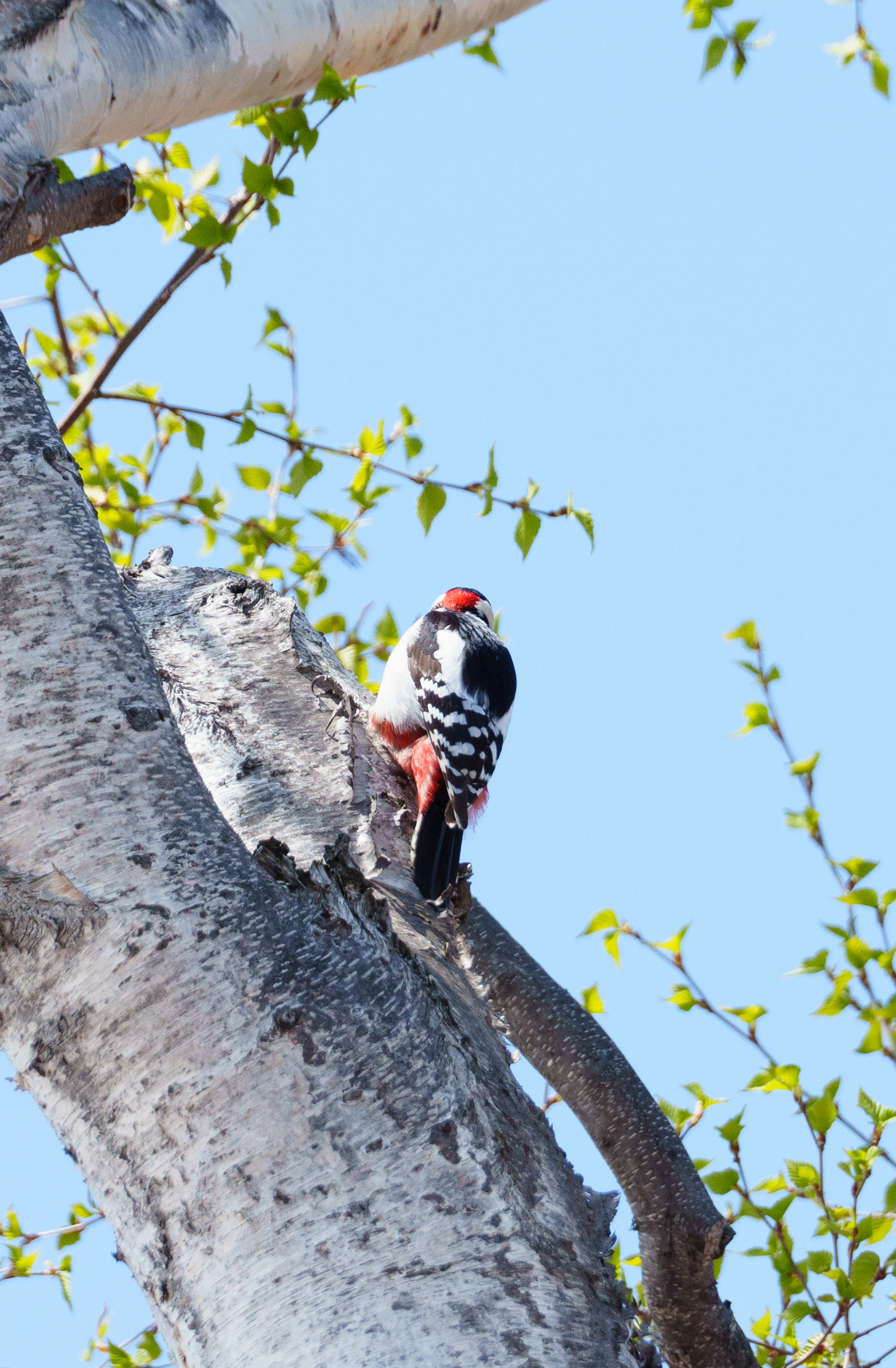 Vogel mit rotem Kopf und schwarz-weißen Federn auf einem Baum