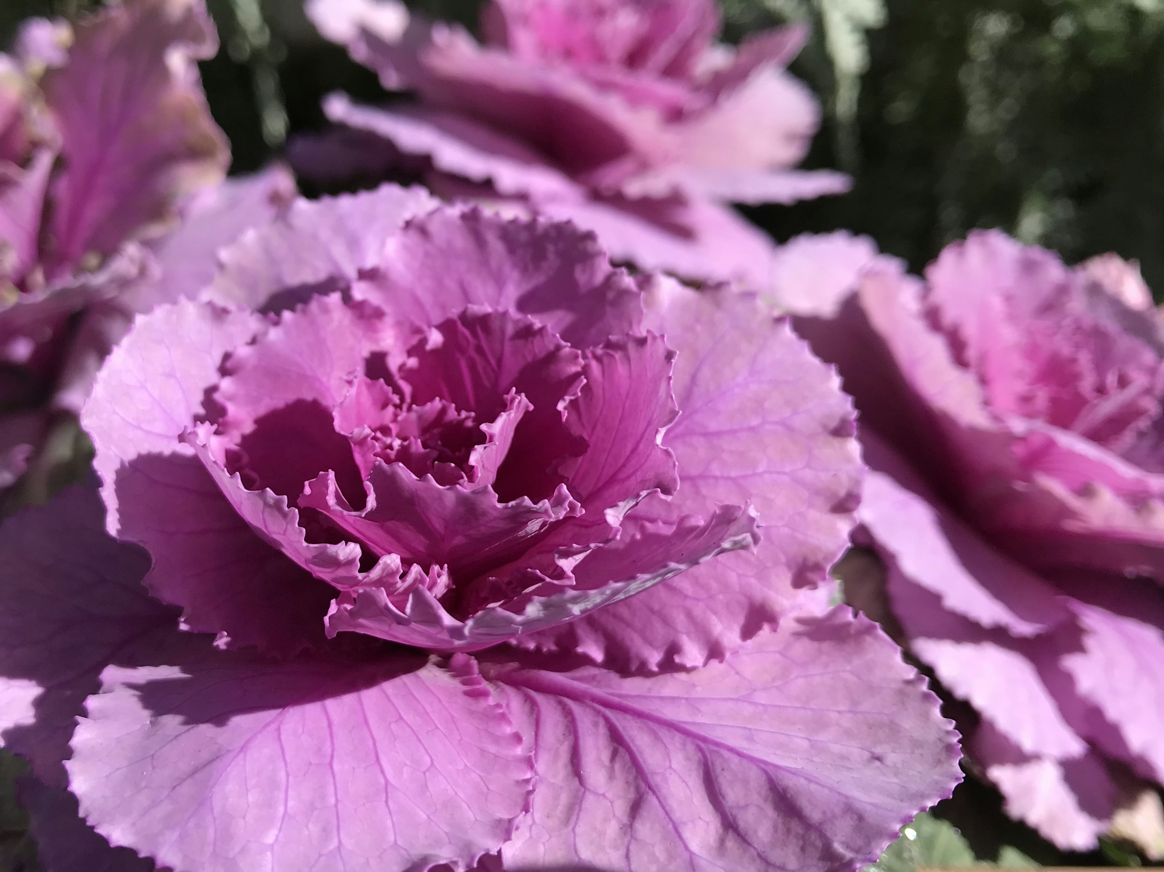 Hermosas flores de col ornamental morado en plena floración