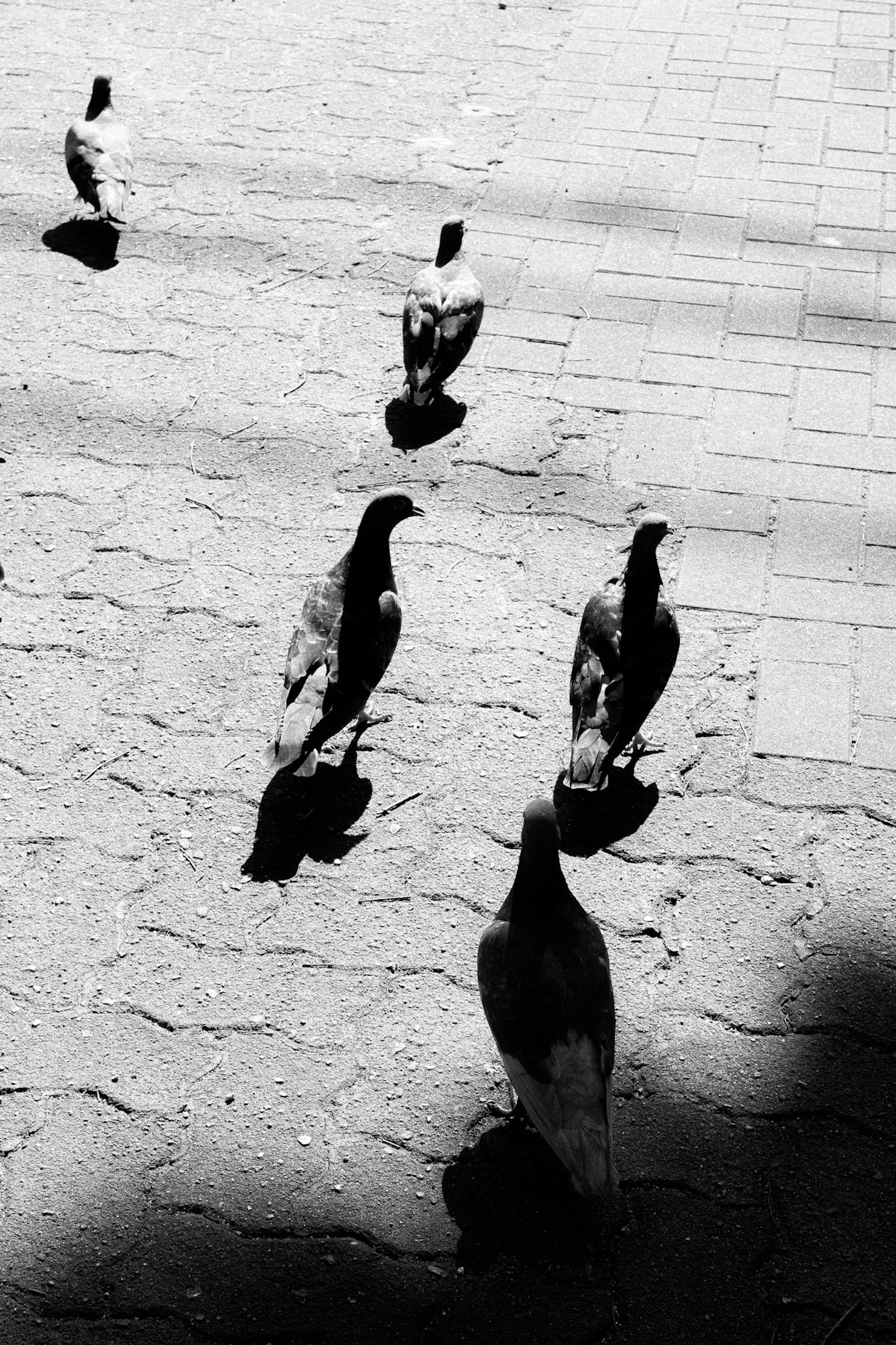 Black and white image of a flock of pigeons walking on the ground