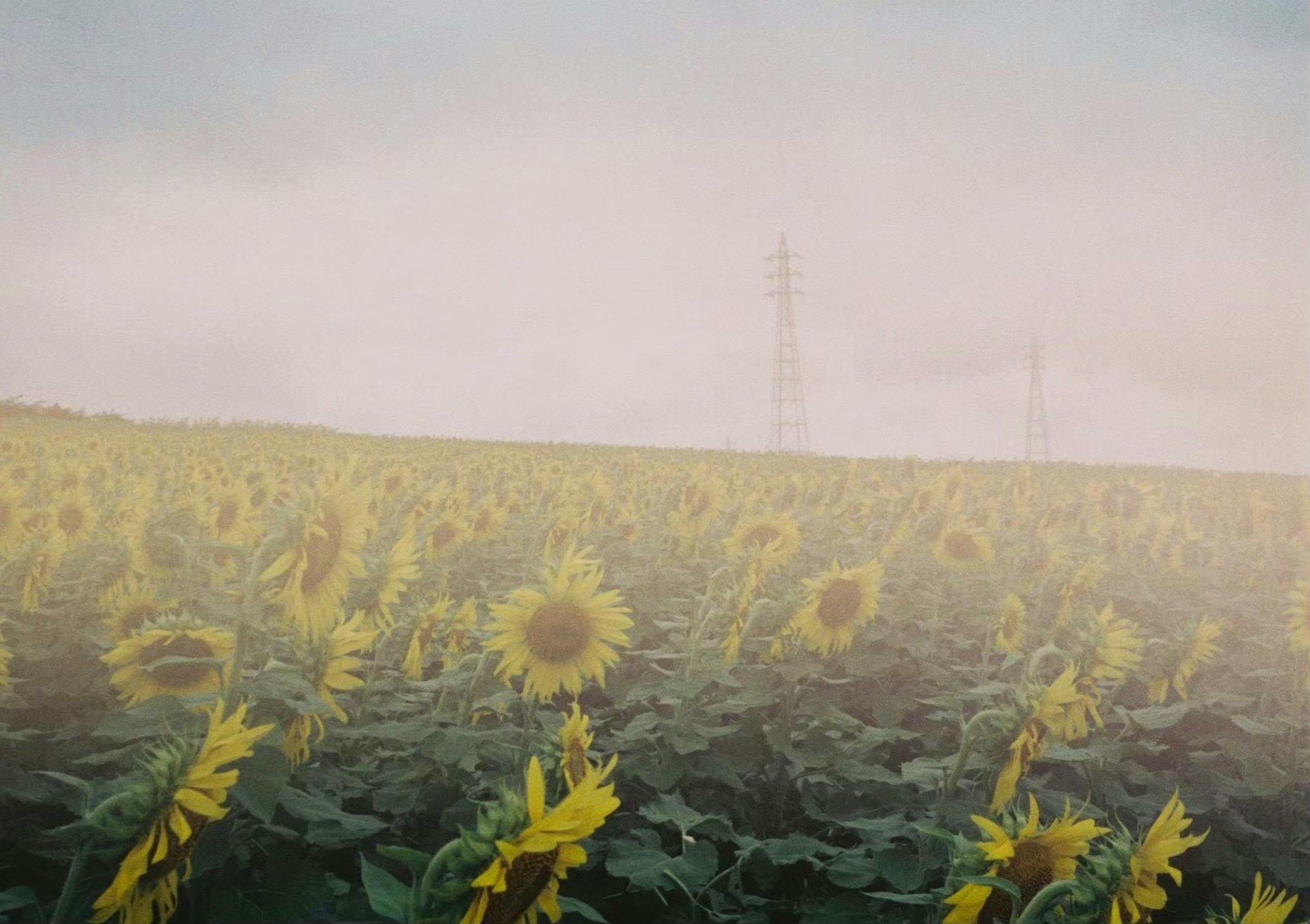 Paisaje de campo de girasoles brumoso con líneas eléctricas a lo lejos