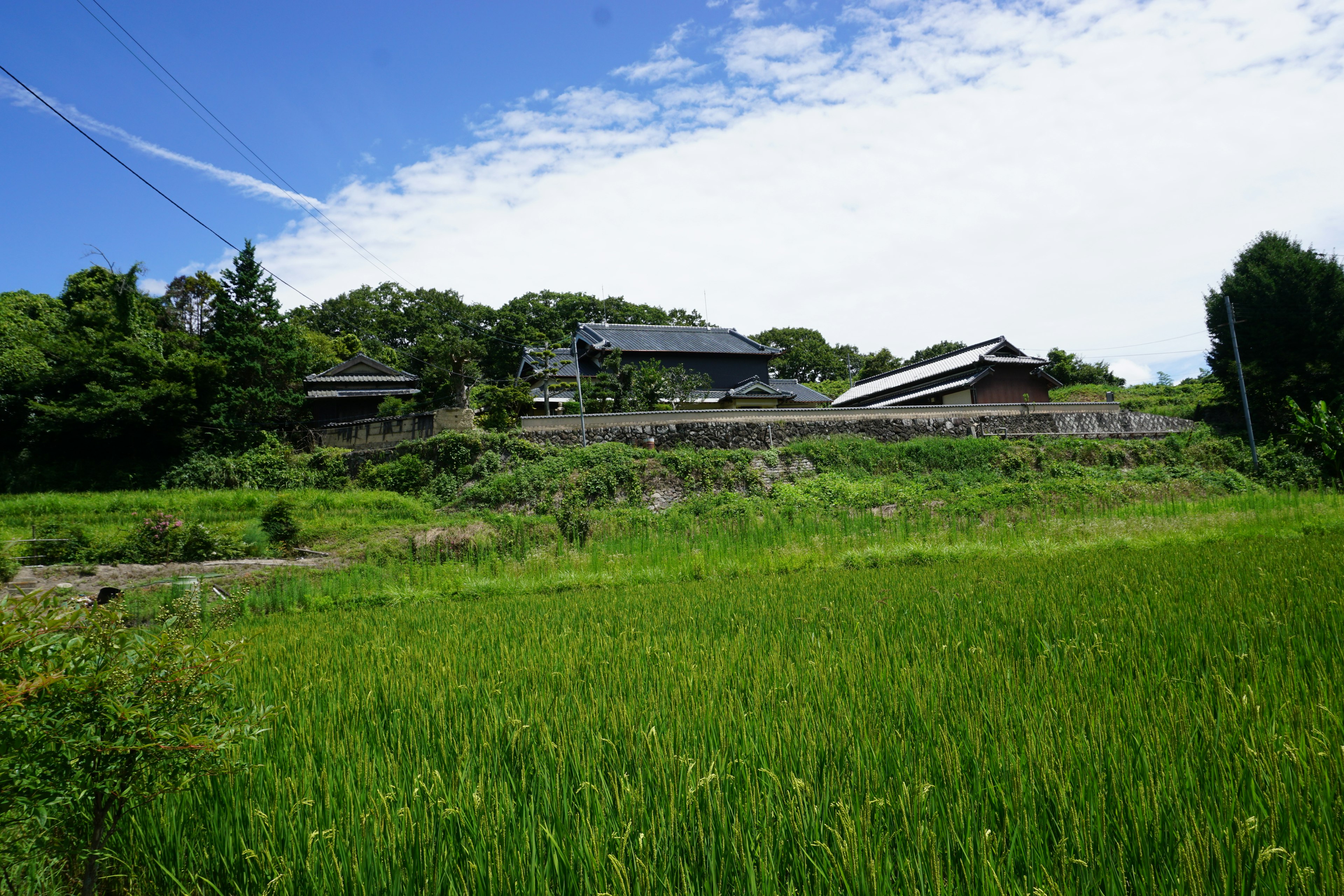 Landschaft mit Reisfeldern und traditionellen japanischen Häusern unter einem blauen Himmel