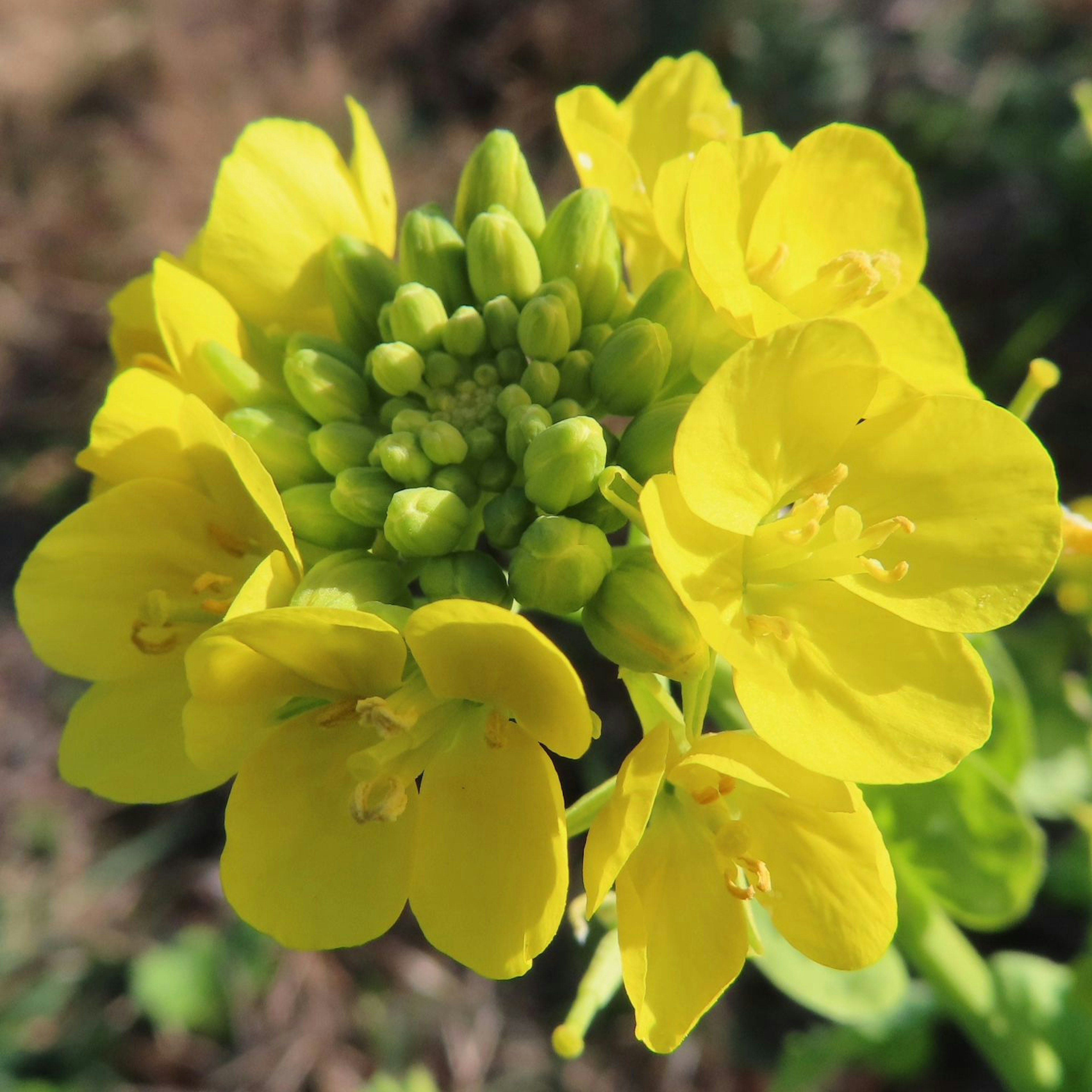 Gros plan d'une plante avec des fleurs jaunes vives