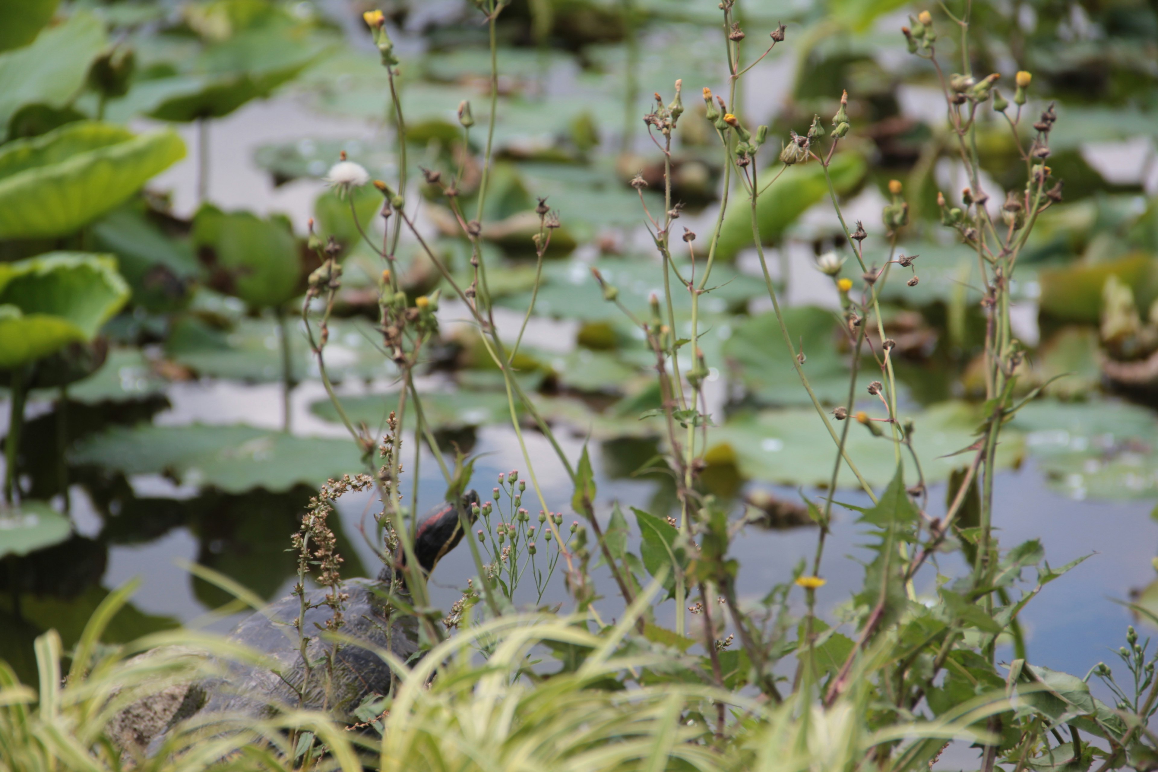 Gruppe von schlanken Pflanzen in einem Teich mit Seerosen im Hintergrund