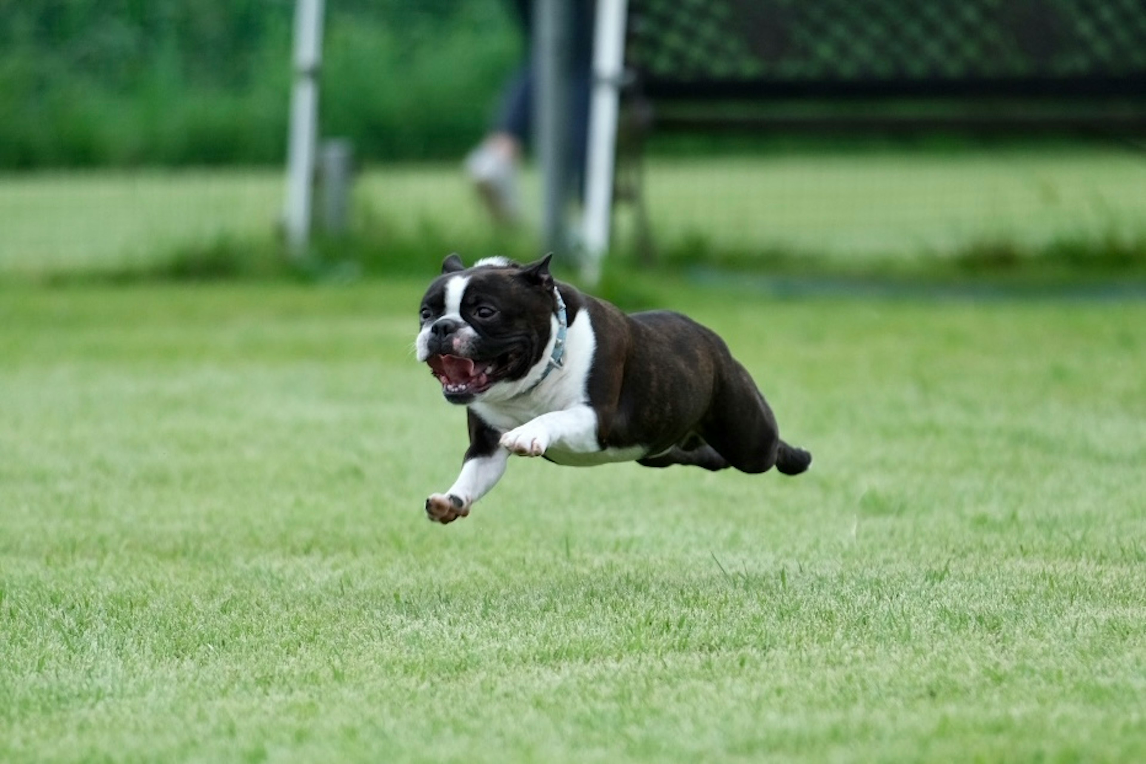 Seekor anjing Boston Terrier melompat di atas rumput hijau