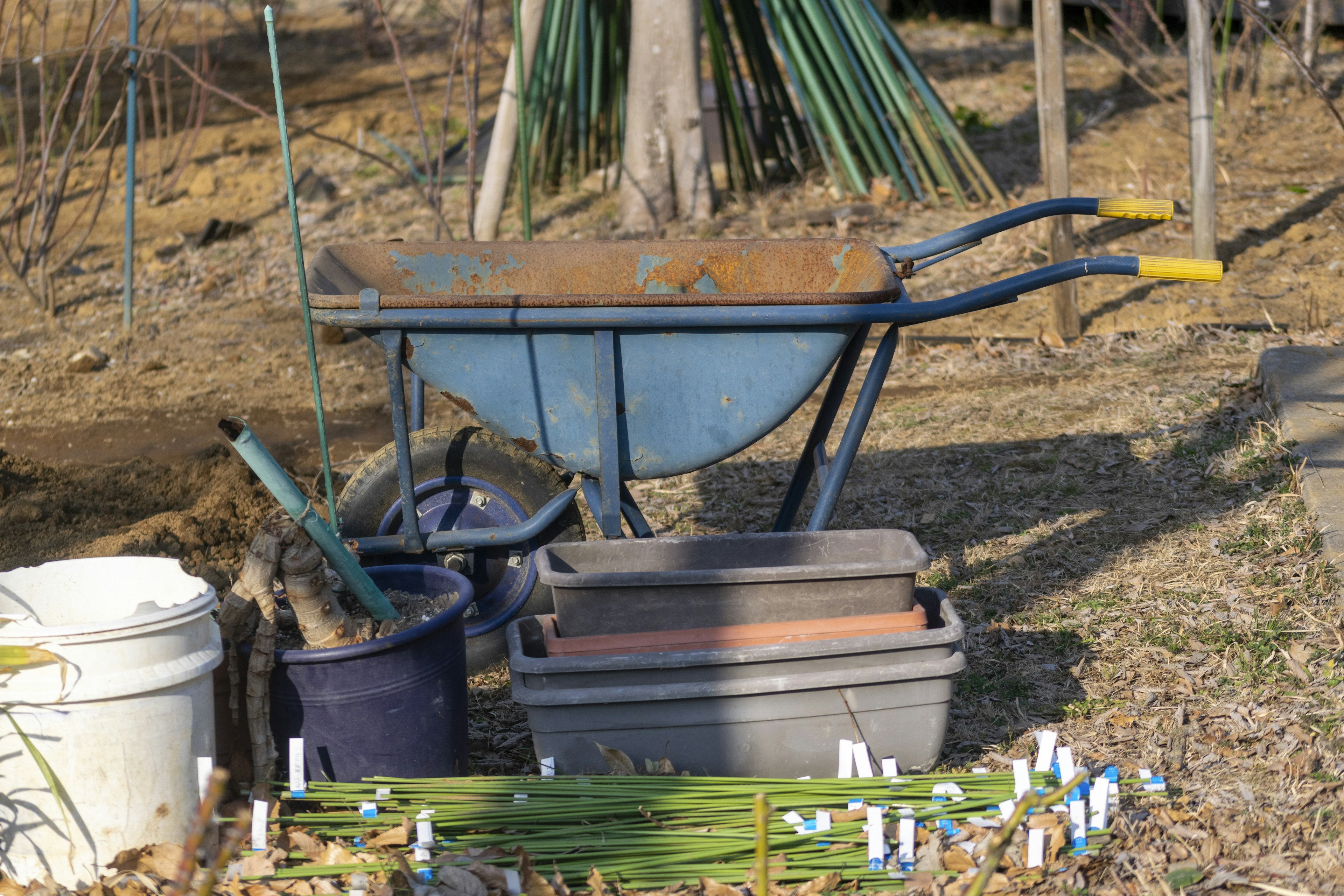 Una carretilla azul y herramientas de jardinería en un jardín