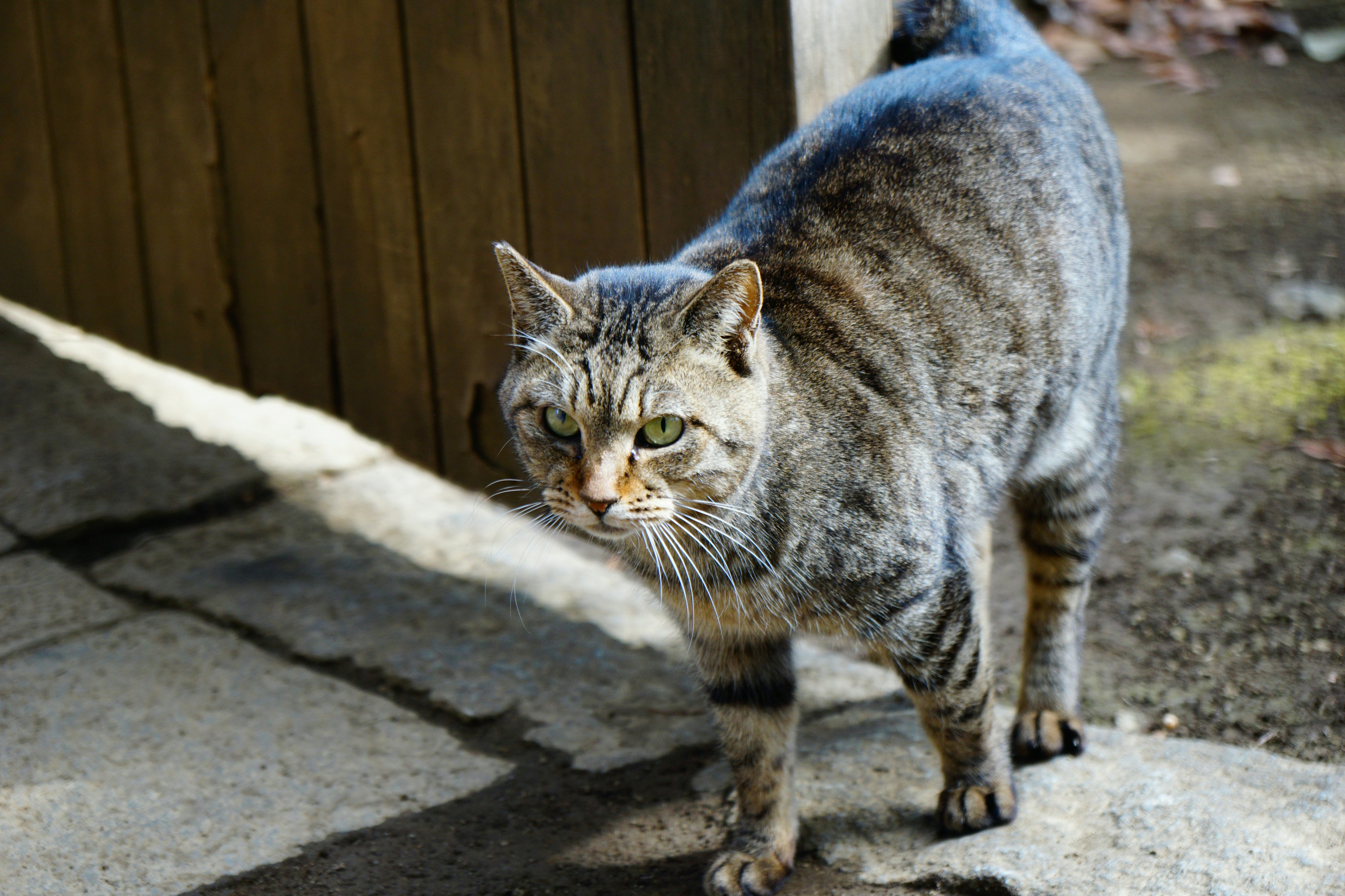 A cat walking with striped fur and green eyes