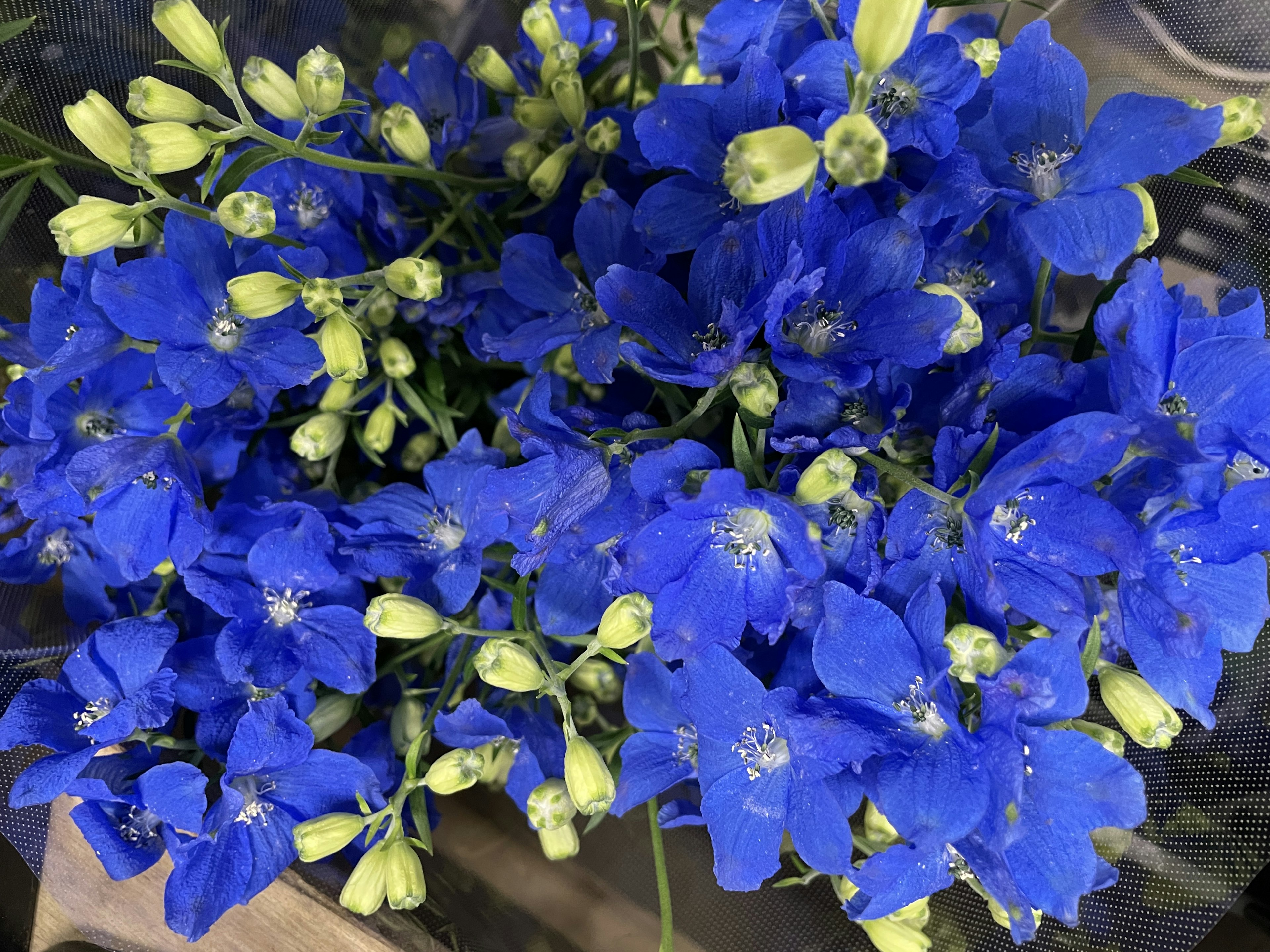 Rangkaian bunga delphinium biru cerah dengan tunas