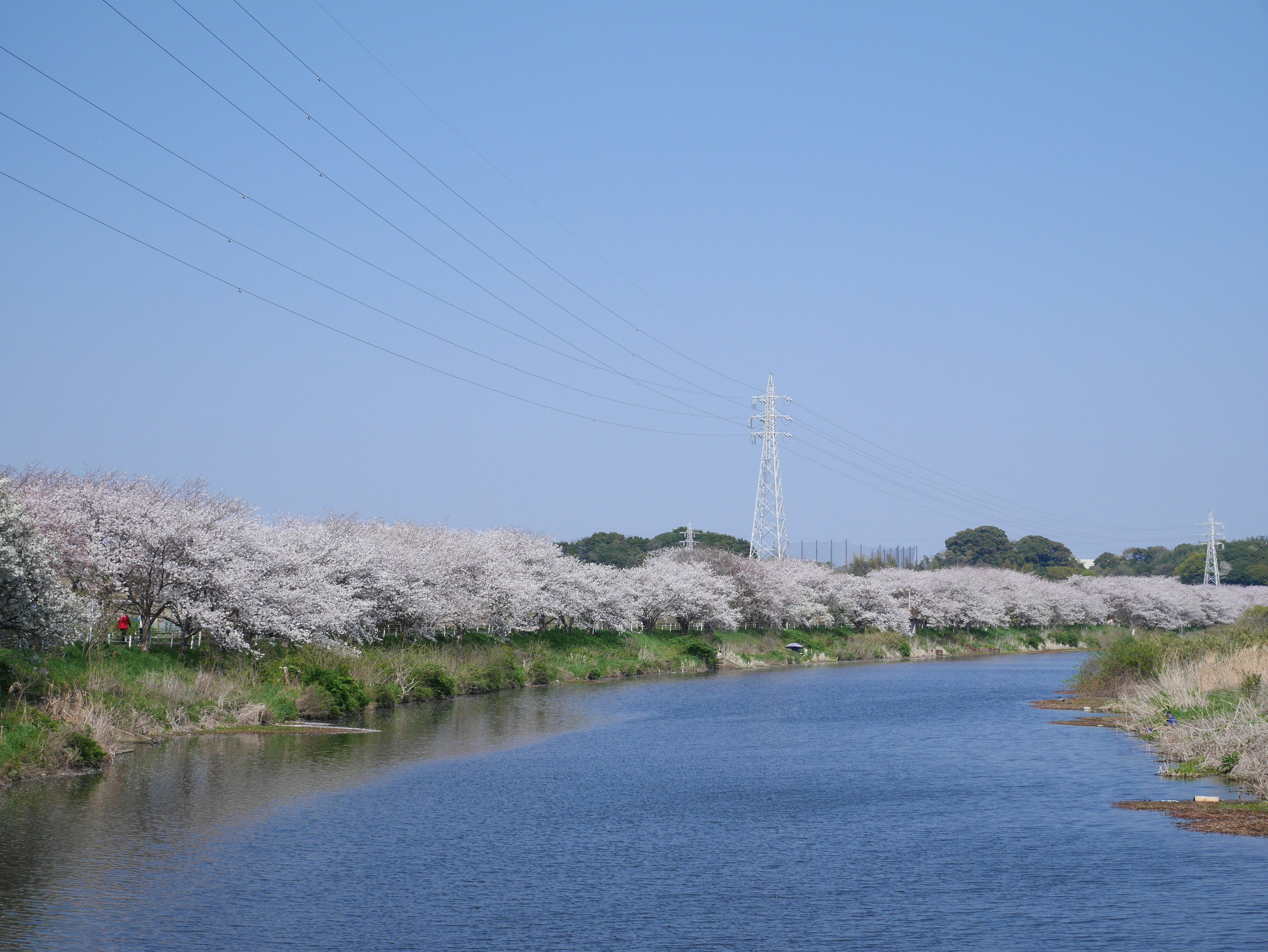 河邊櫻花與晴朗藍天的美景