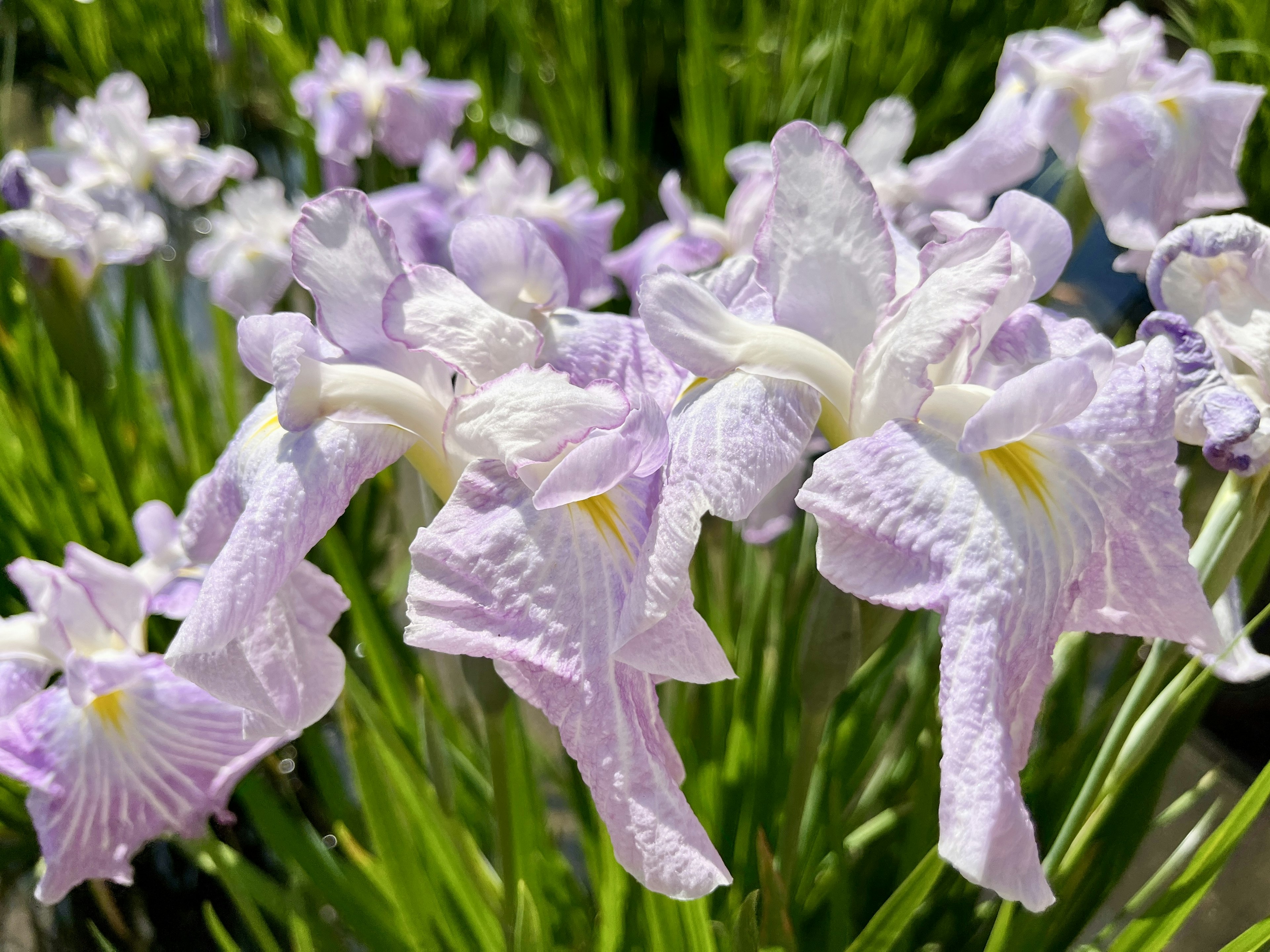 紫色のアイリスの花が咲いている様子