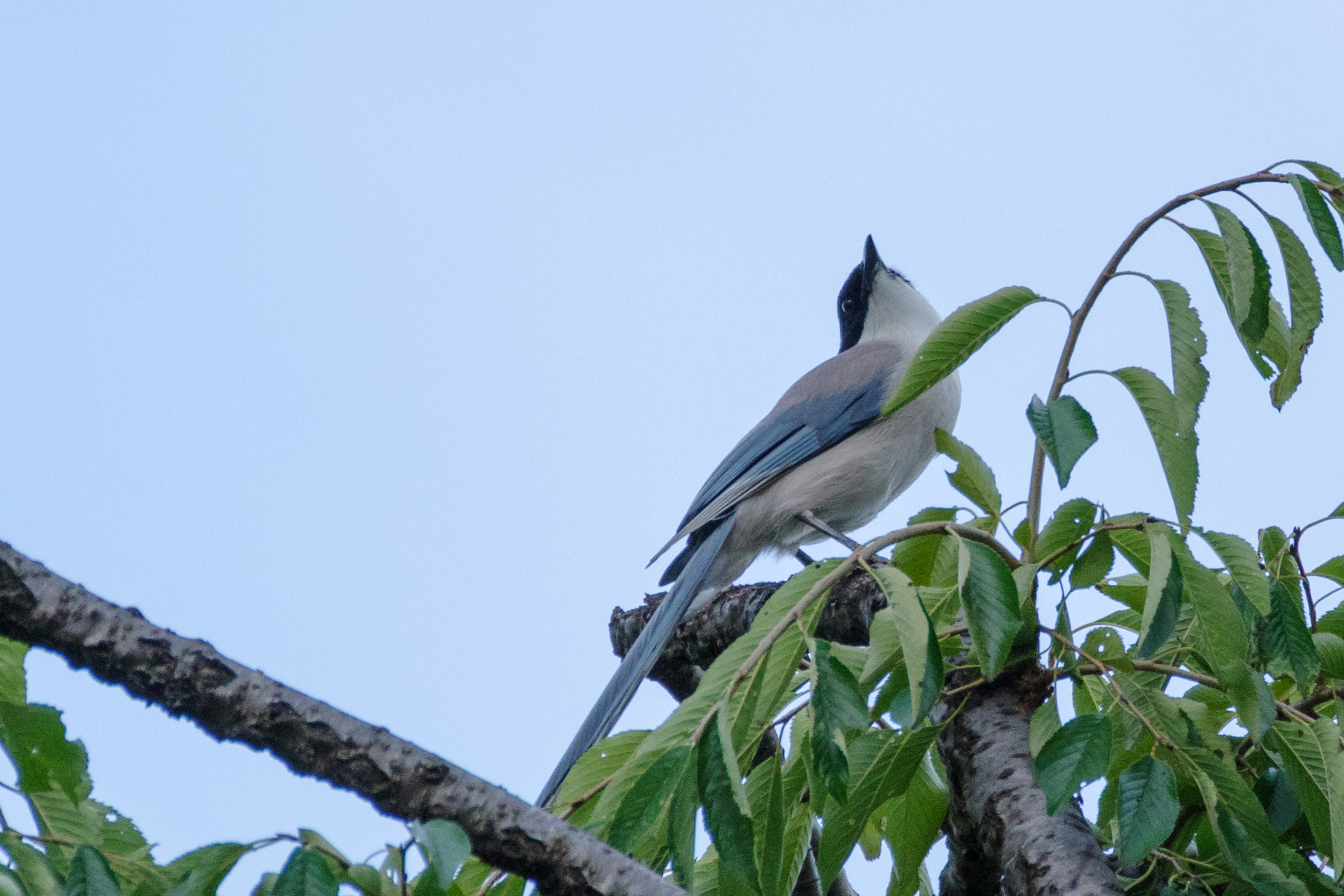 Ein Vogel, der auf einem Ast unter einem blauen Himmel sitzt