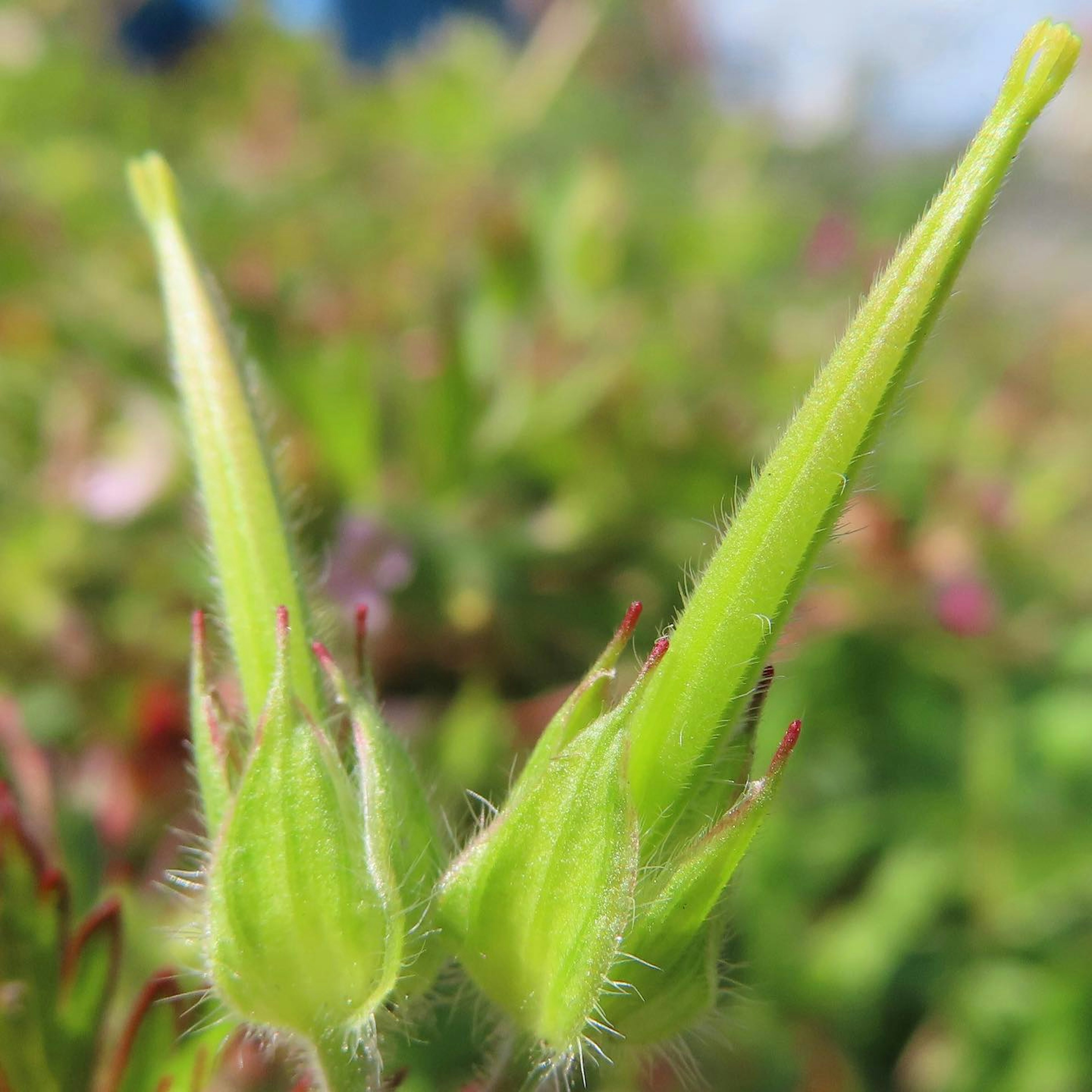 Primer plano de dos brotes verdes de planta con formas alargadas y pelos suaves