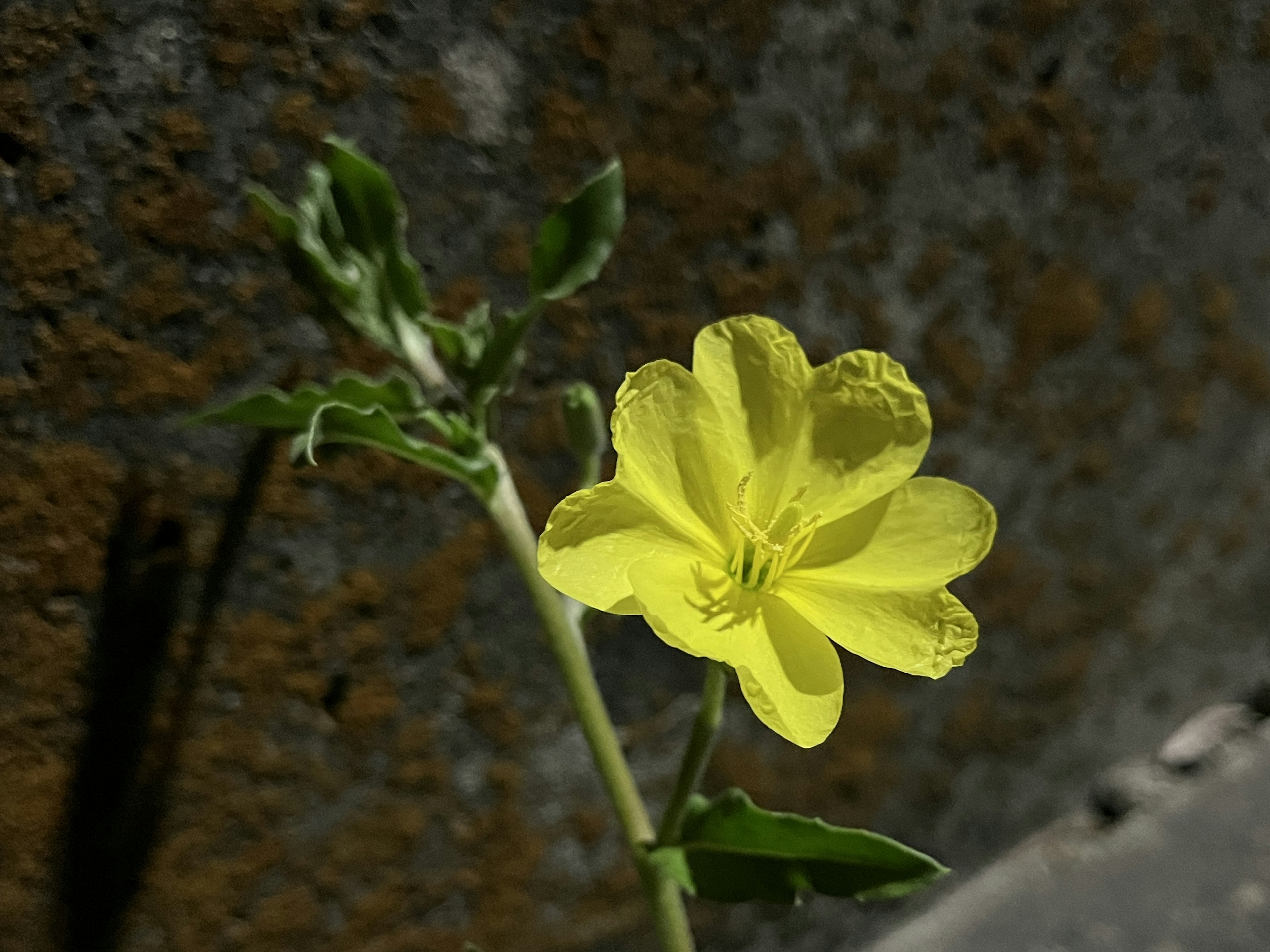 鮮やかな黄色の花が茎から咲いている背景は古い壁