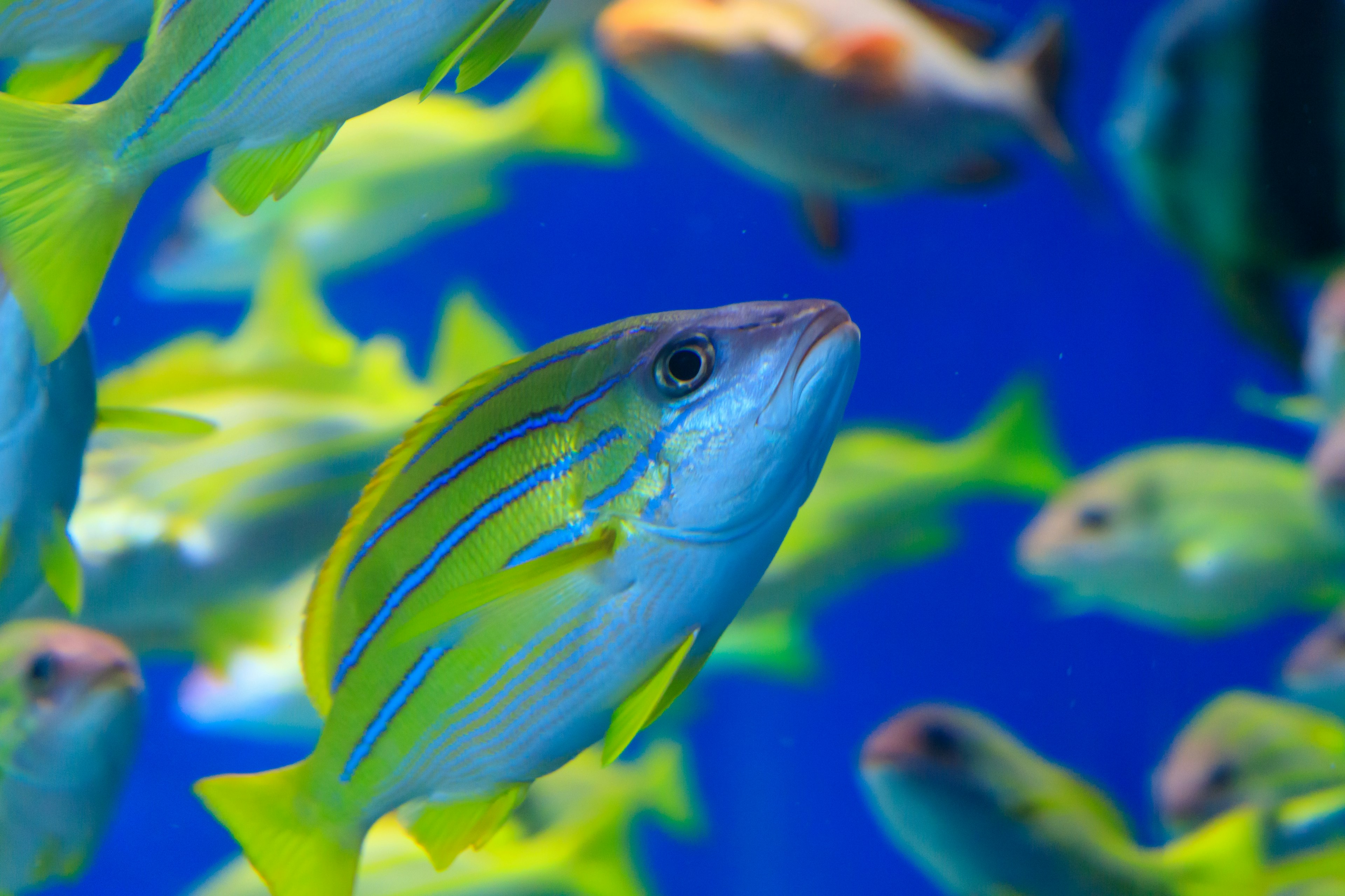 青い背景に浮かぶ黄色の縞模様の魚たち