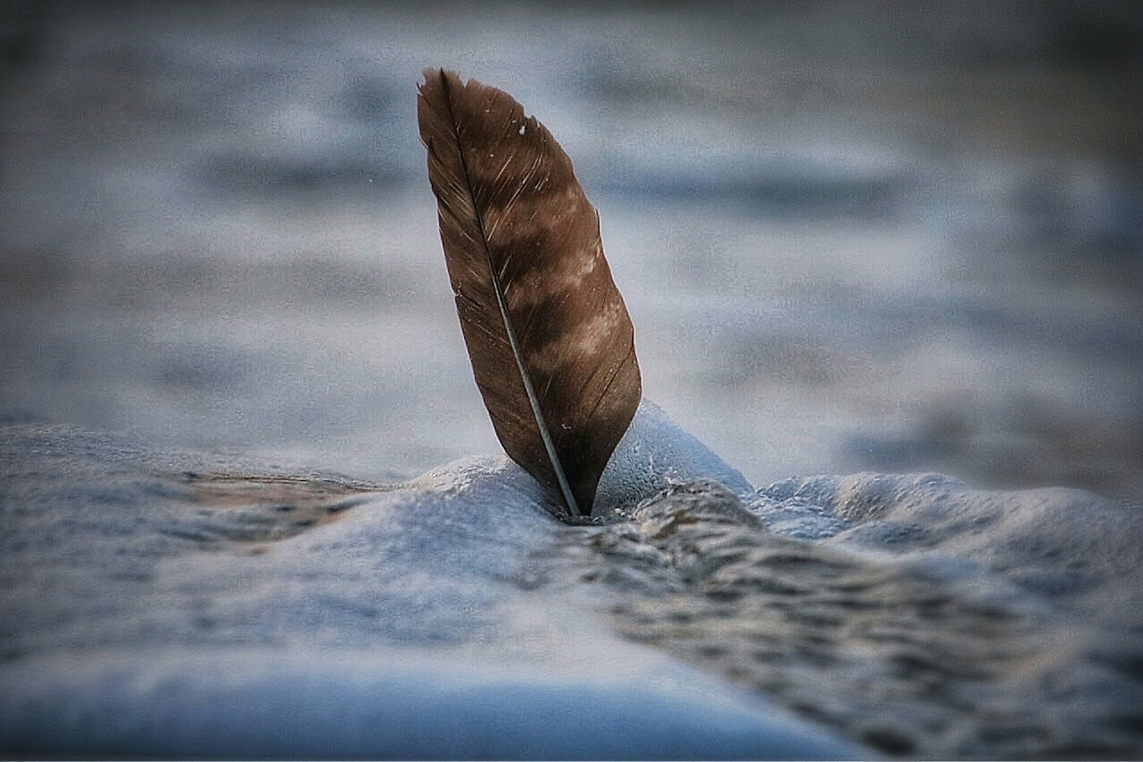 Gros plan d'une plume brune sortant de l'eau