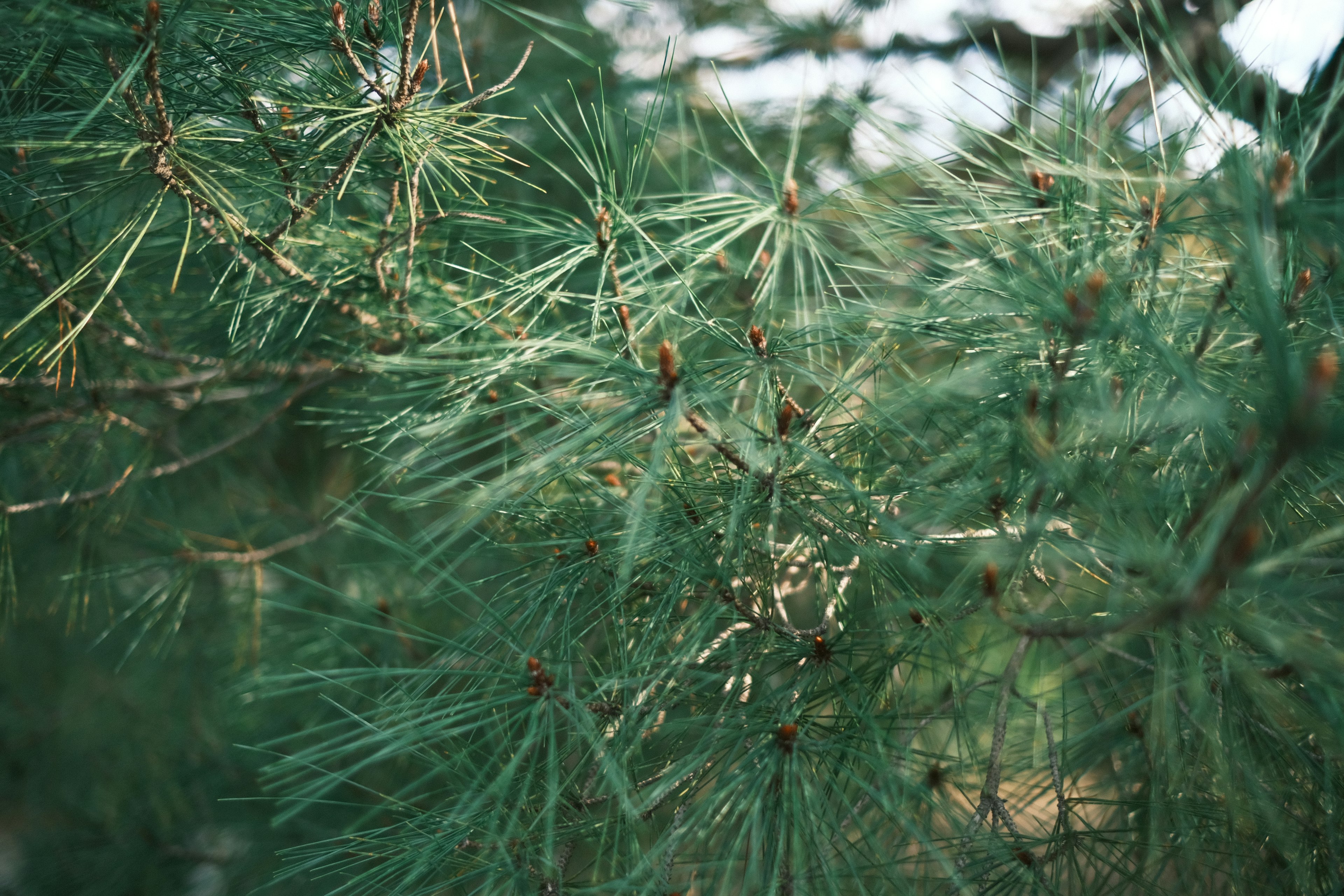 Kedekatan jarum konifer hijau dan kerucut pinus kecil