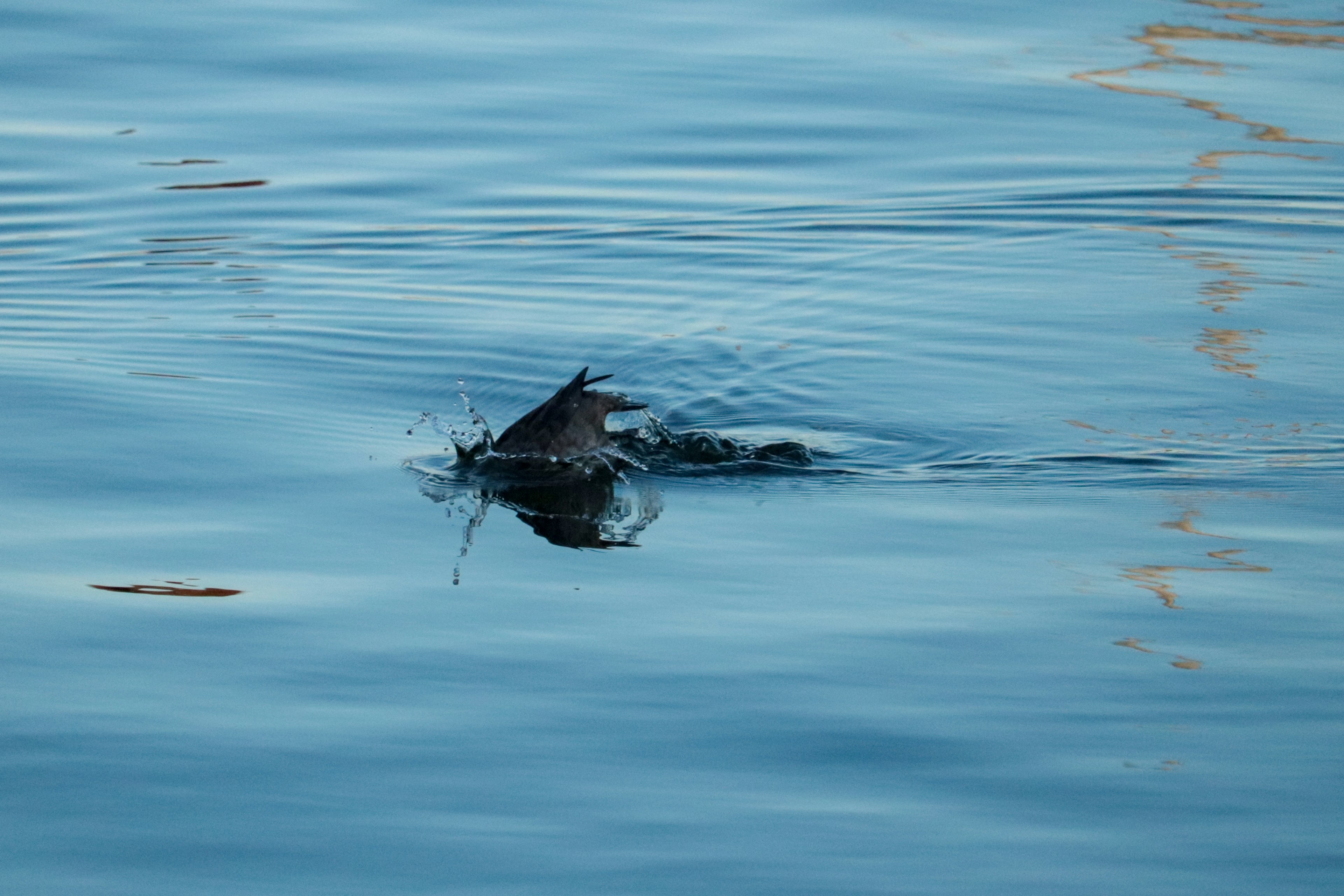 Poisson créant des ondulations à la surface de l'eau