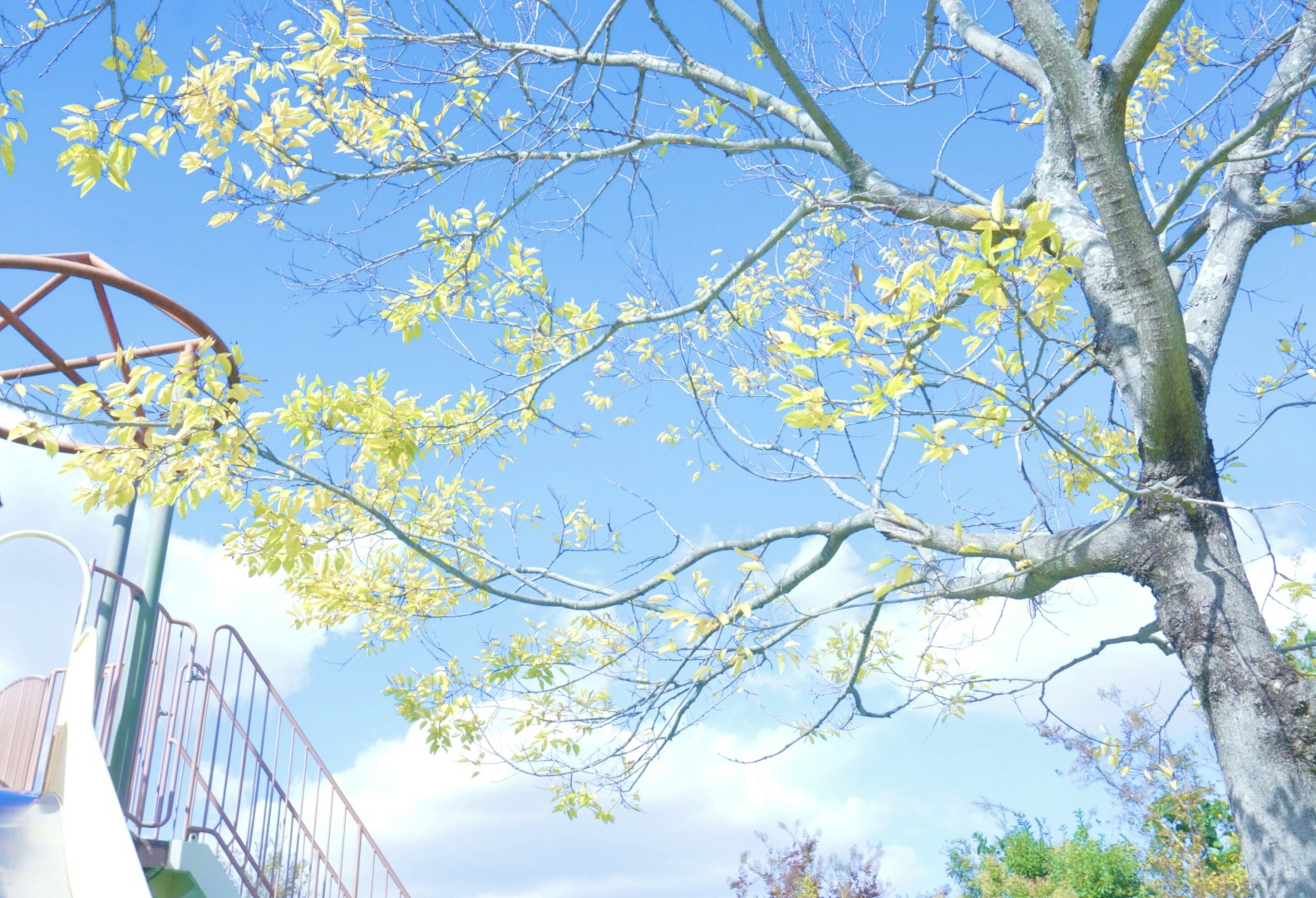 Un arbre aux feuilles jaunes sous un ciel bleu avec des équipements de jeu