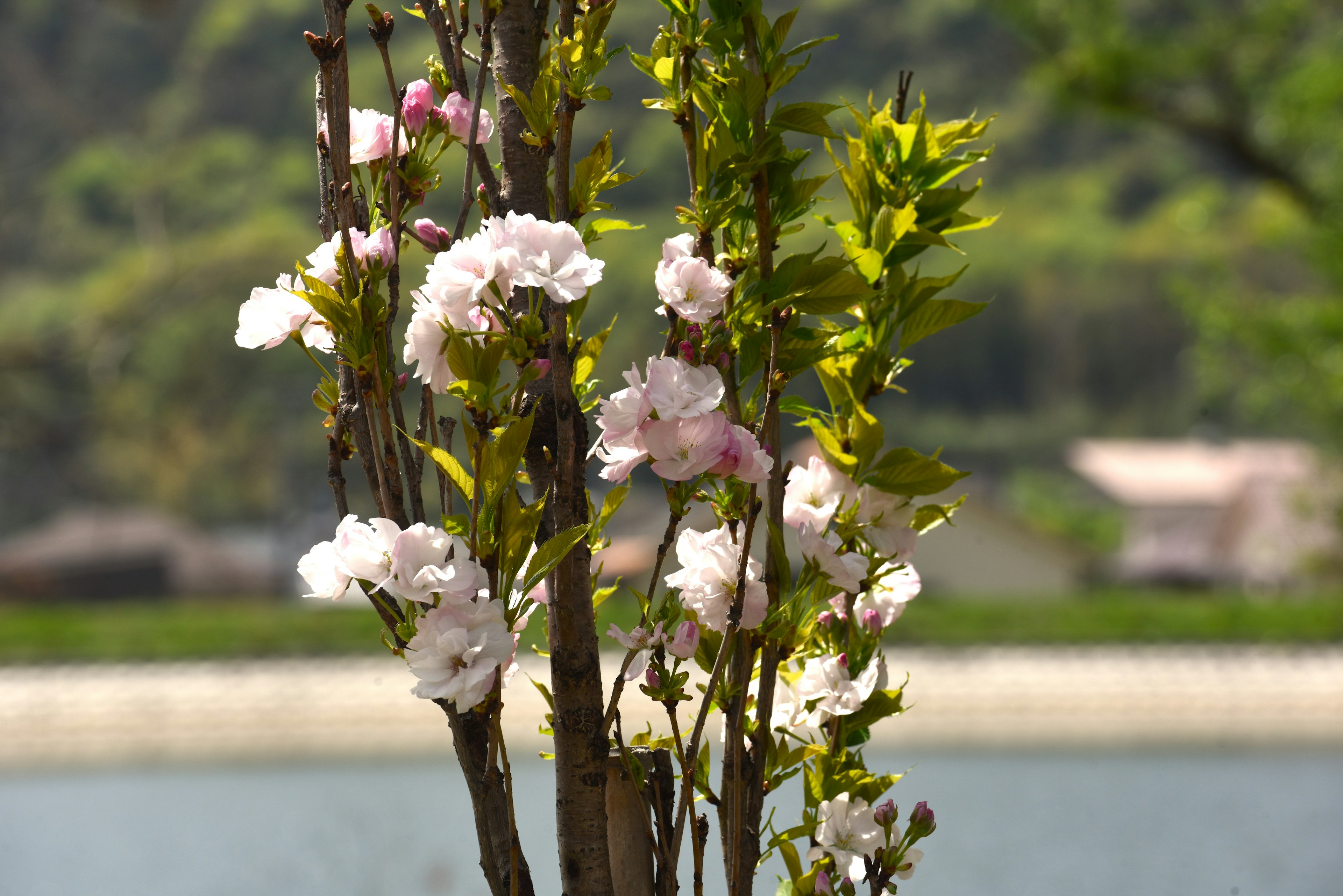 美しい桜の花が咲いている木の枝が水辺に映える