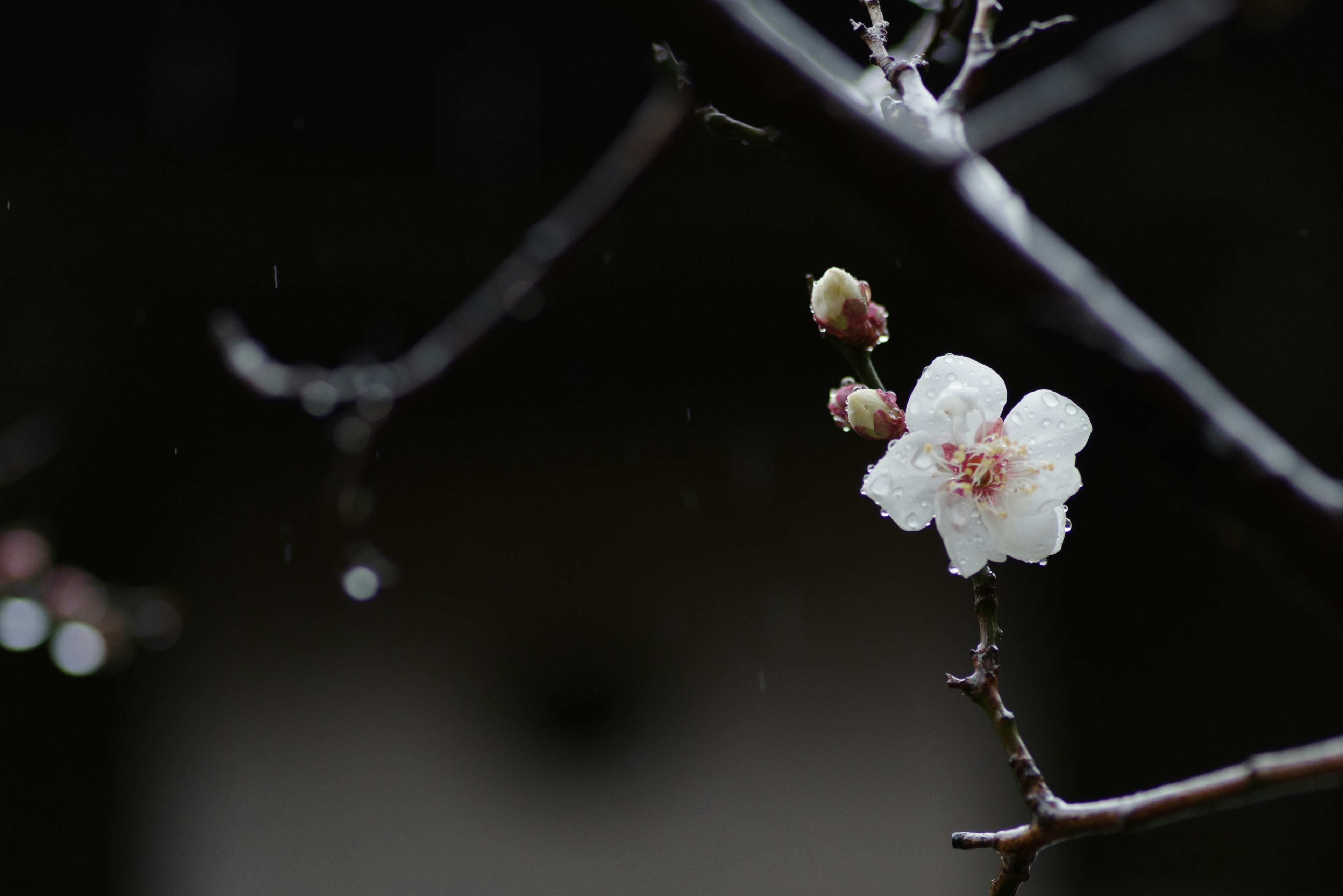 Fleur blanche et boutons fleurissant sous la pluie