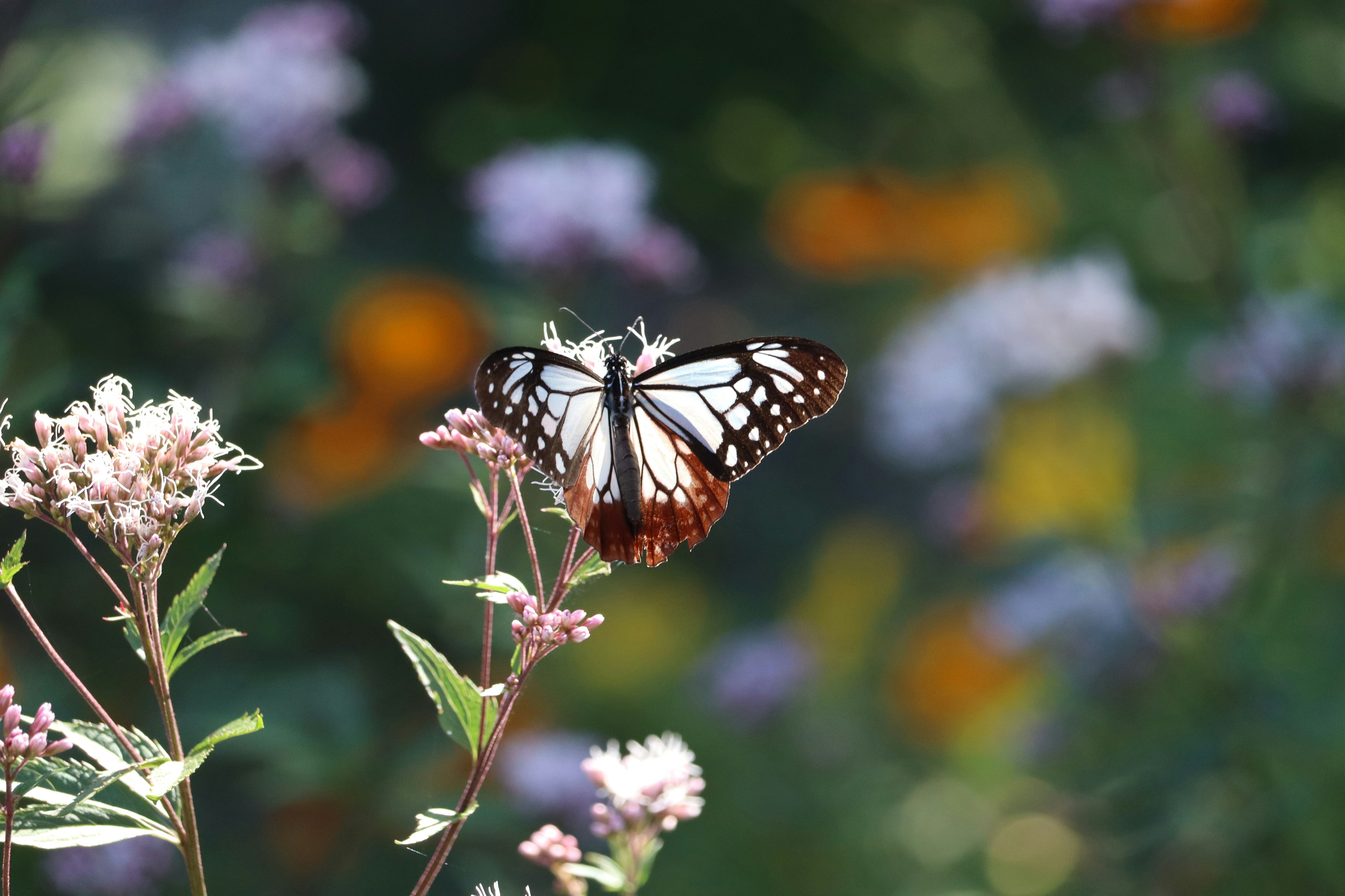 Una bella farfalla appollaiata su un fiore in un giardino vibrante