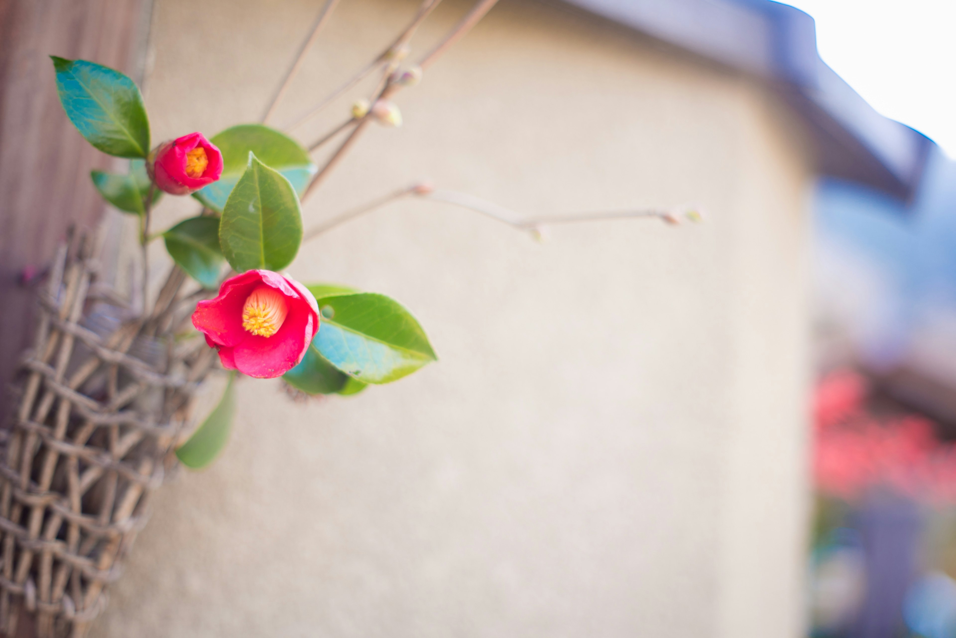 Decorative red flower and green leaves leaning against a textured wall