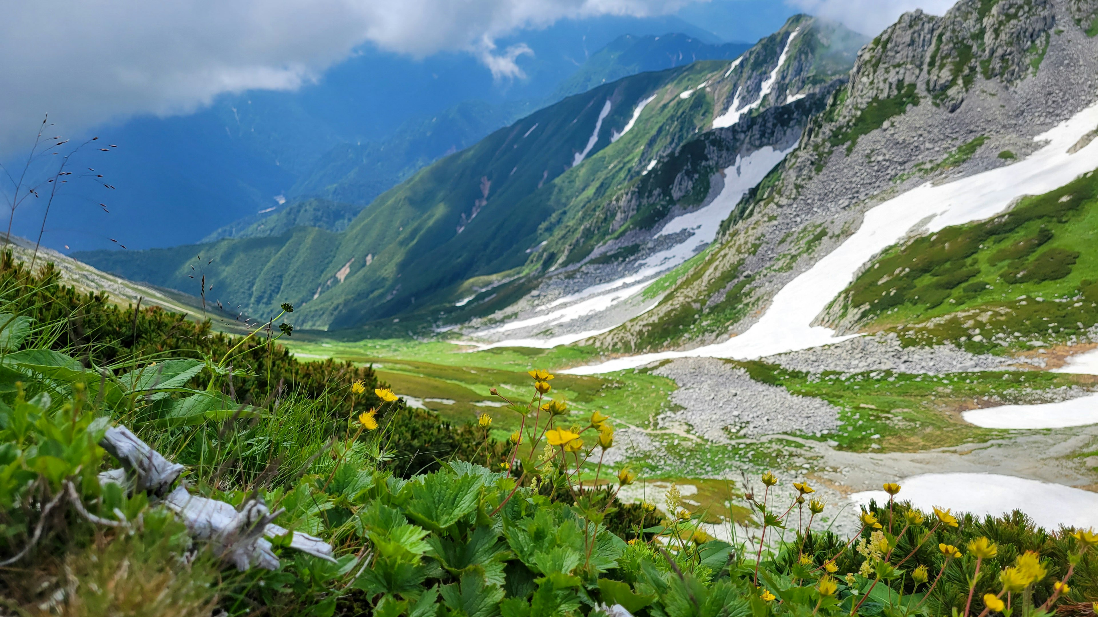 美しい山の谷間に広がる緑の草原と黄色い花々の風景