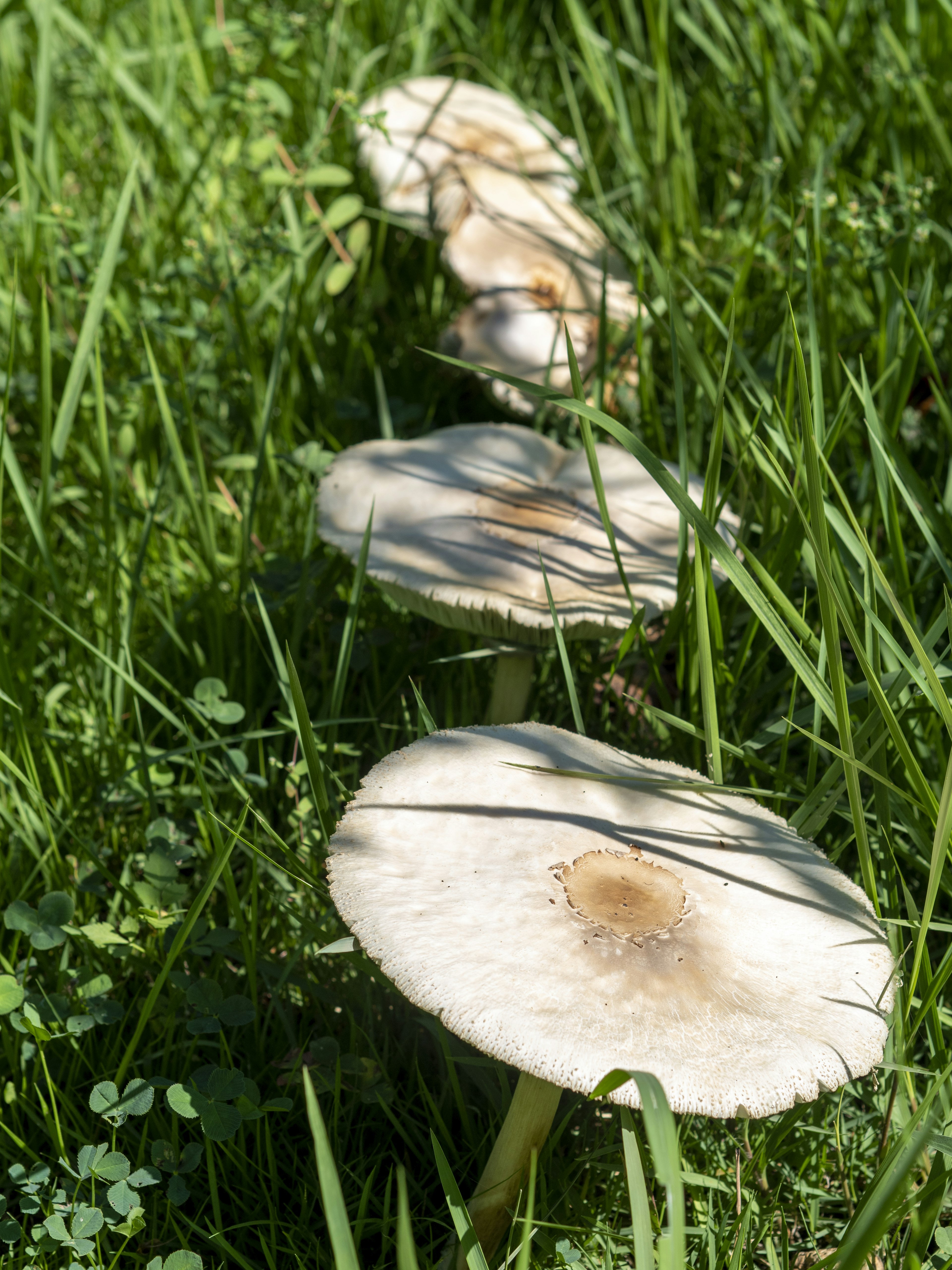 Large white mushrooms lined up in green grass