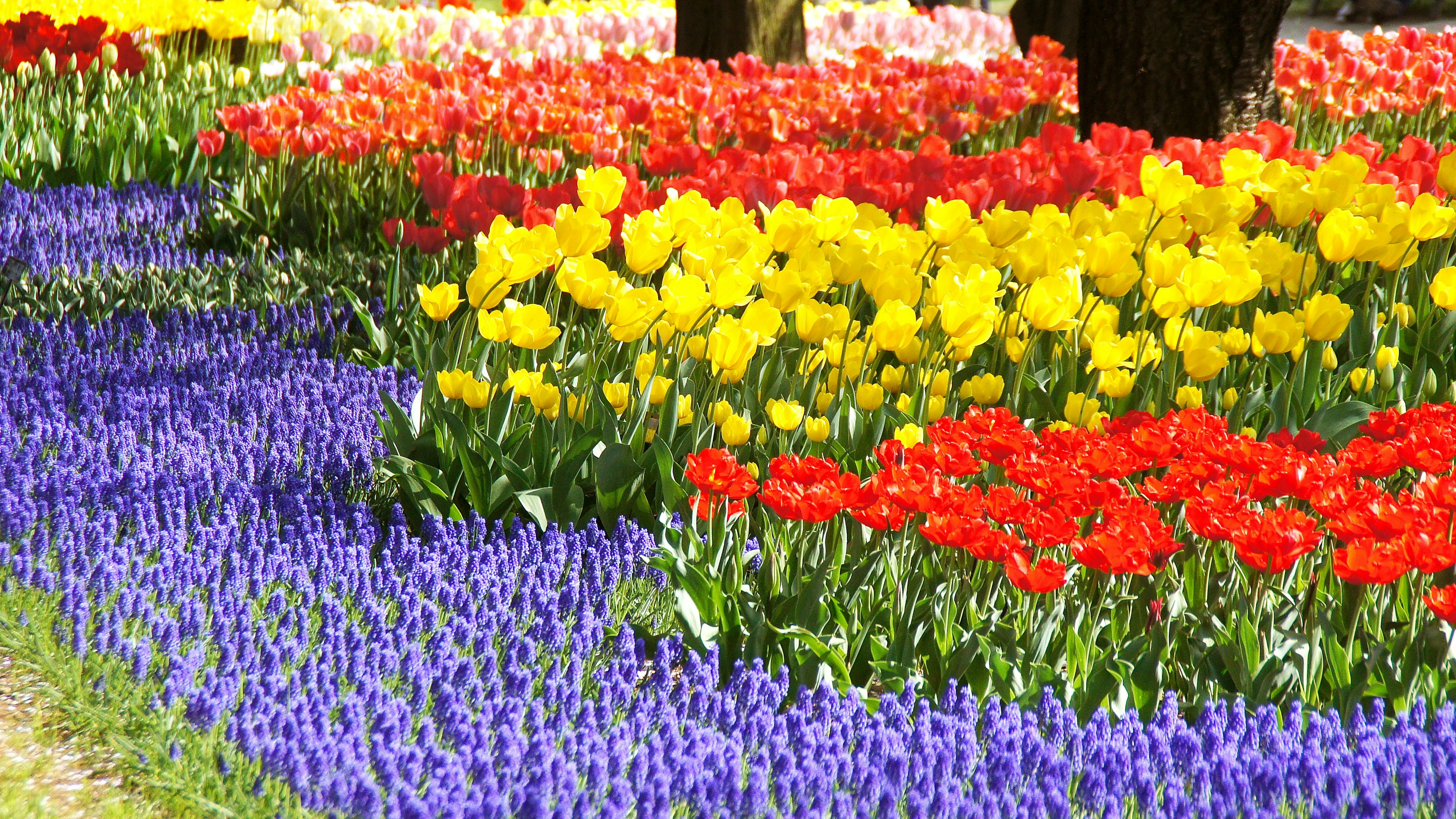 Lebendiges Blumenbeet mit roten gelben Tulpen und lila Hyazinthen