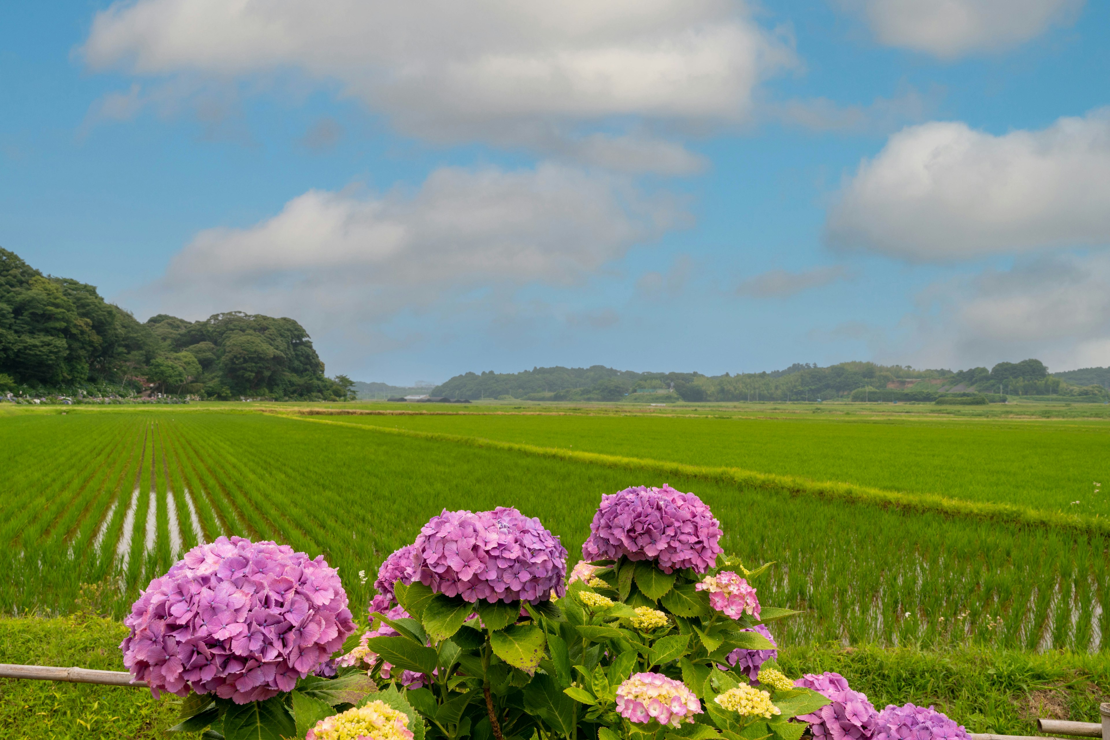 Hermosas hortensias en primer plano con campos de arroz verdes y cielo azul