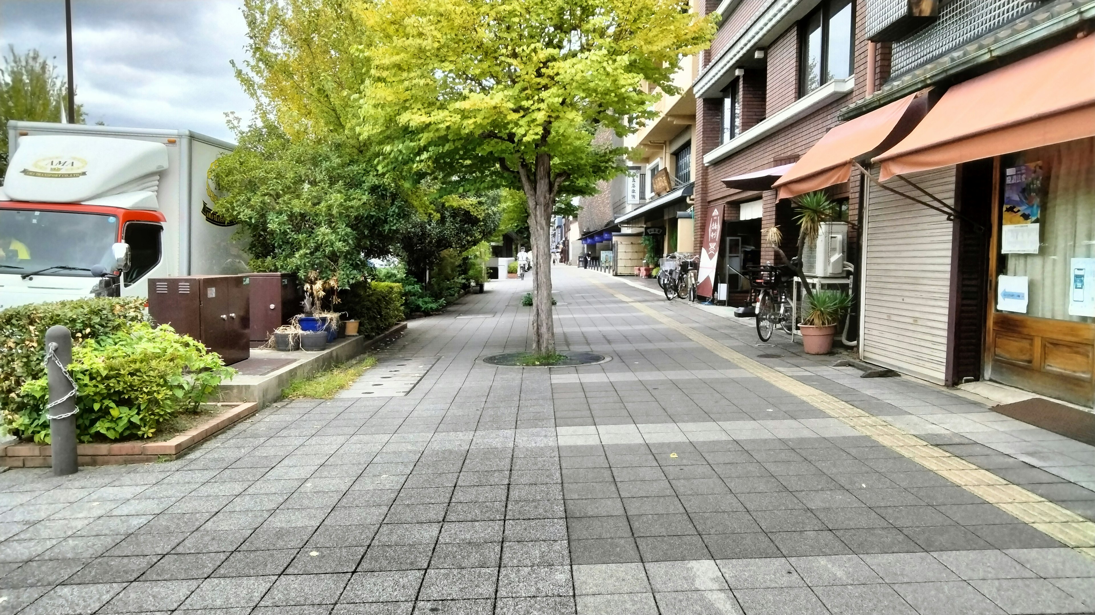 Street scene with a green tree and shops lining the sidewalk